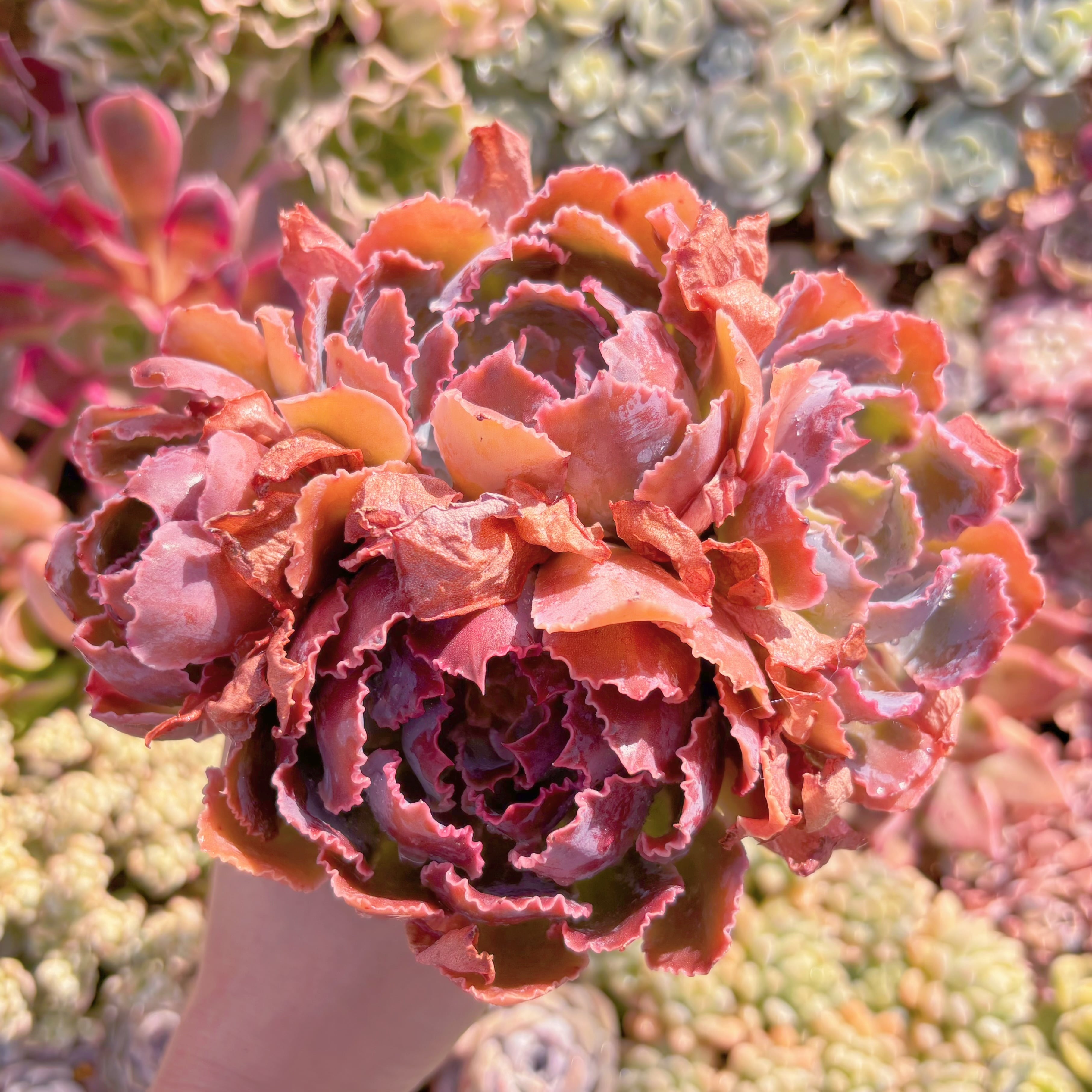 多肉植物　シャビアナ　大群生　るる農園
