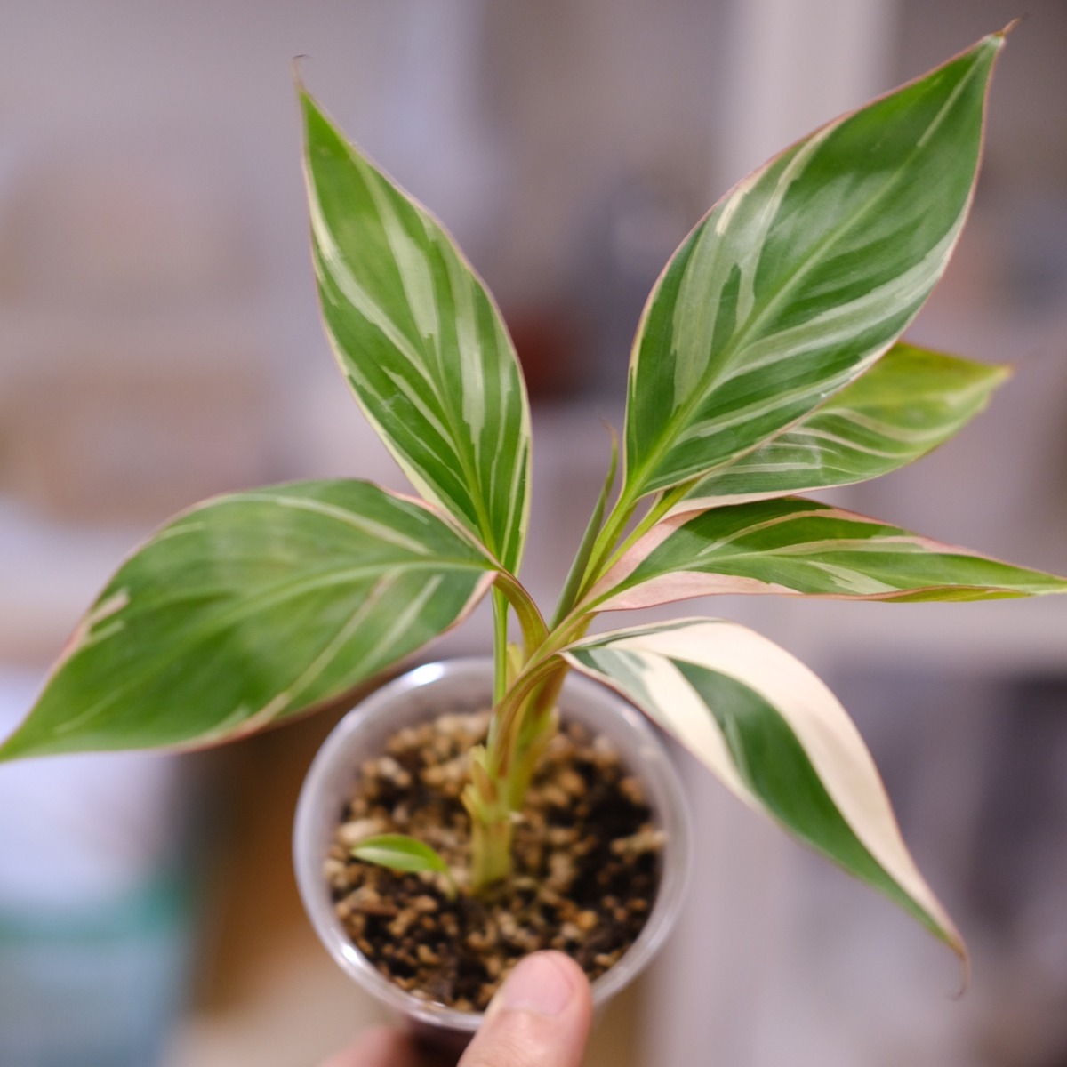Banana Musa 