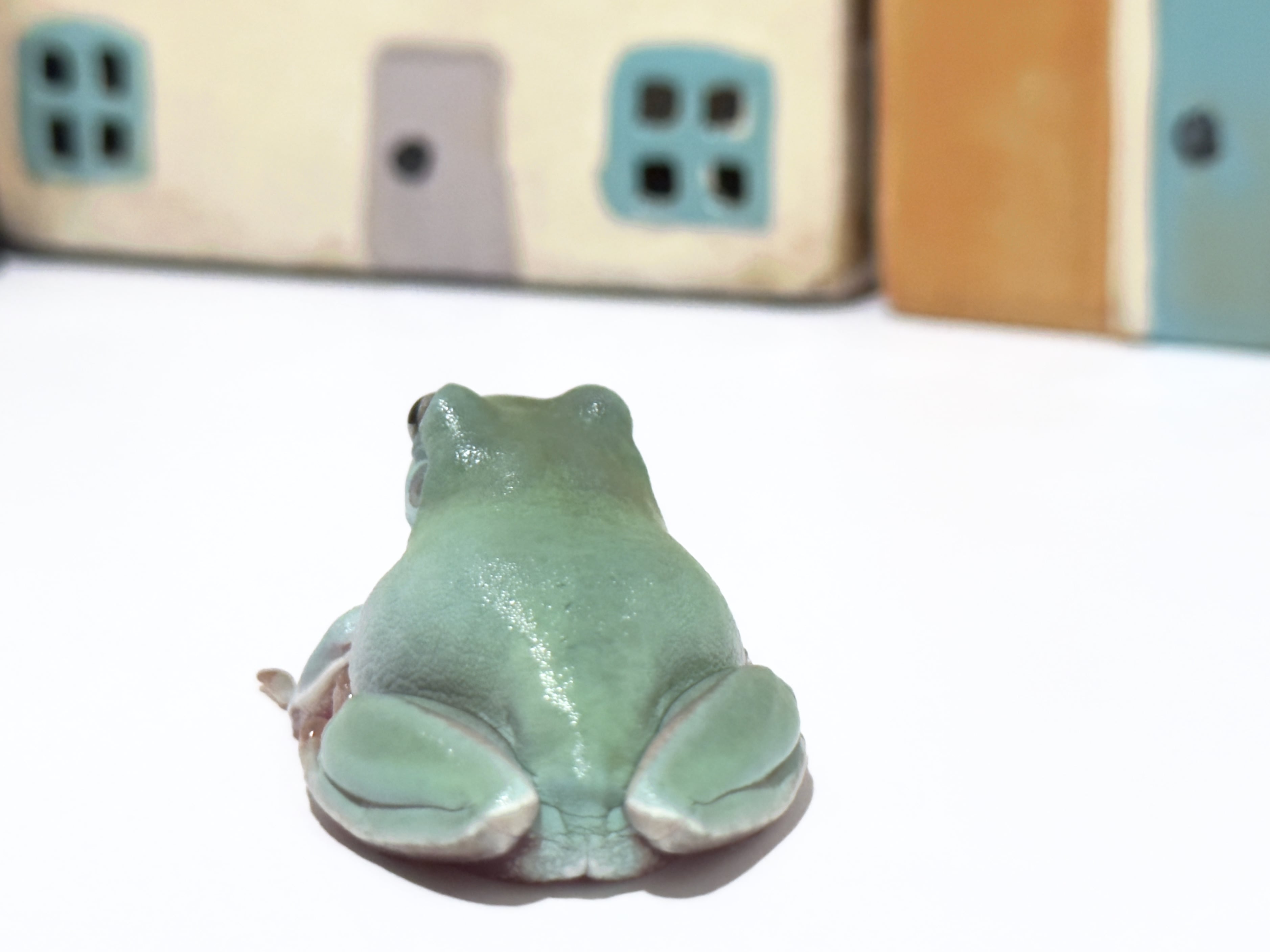 イエアメガエル エクリプスアイ オス？