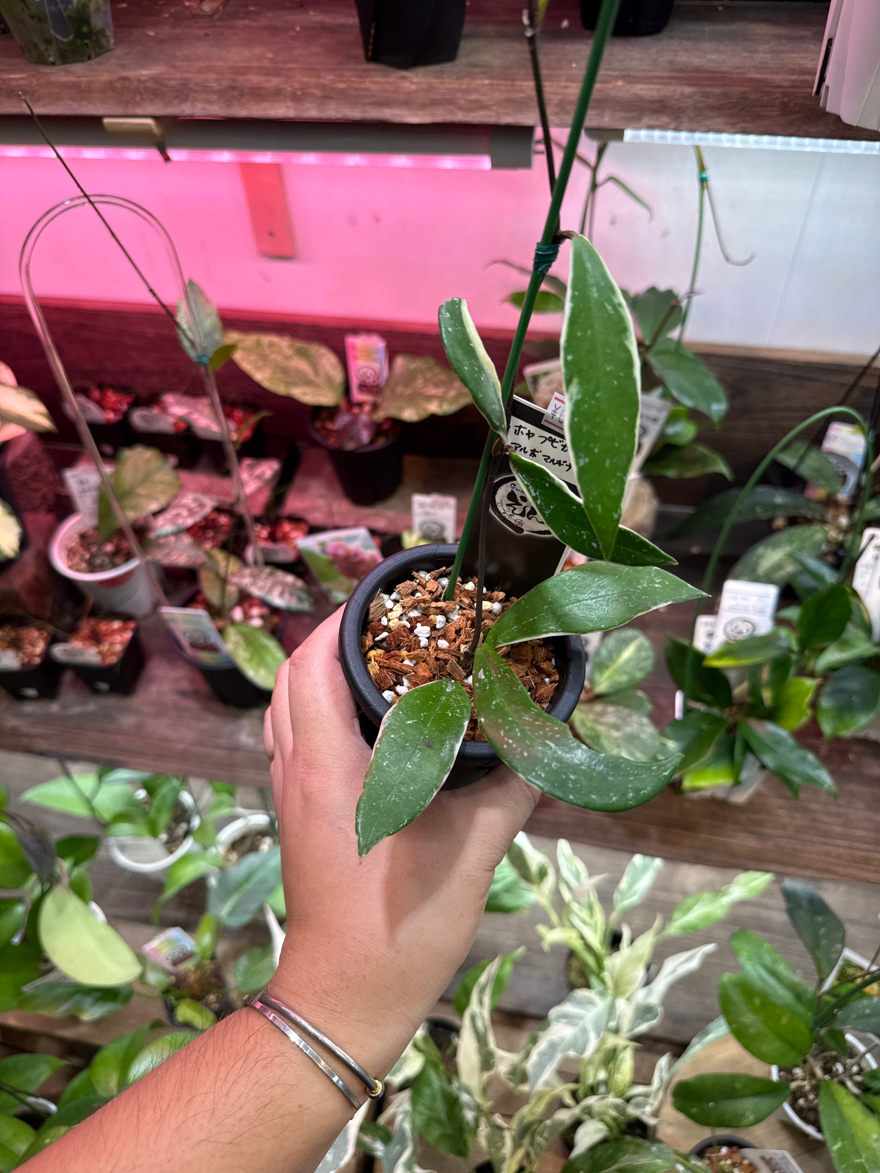 ポリポジウム マンダイアナム | Gardenえん 【観葉熱帯植物】