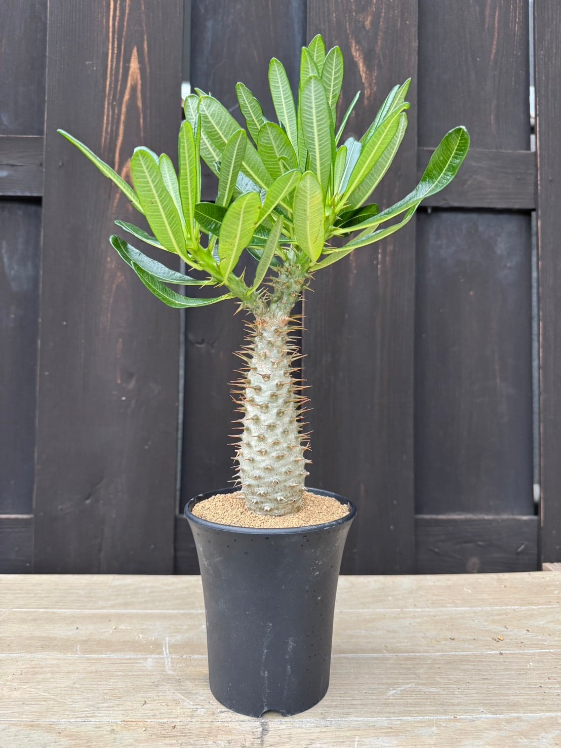 超希少　塊根植物 ねじれ幹　ユーカリ 塊根植物 -caudex- | 青坊主-aobouzu-