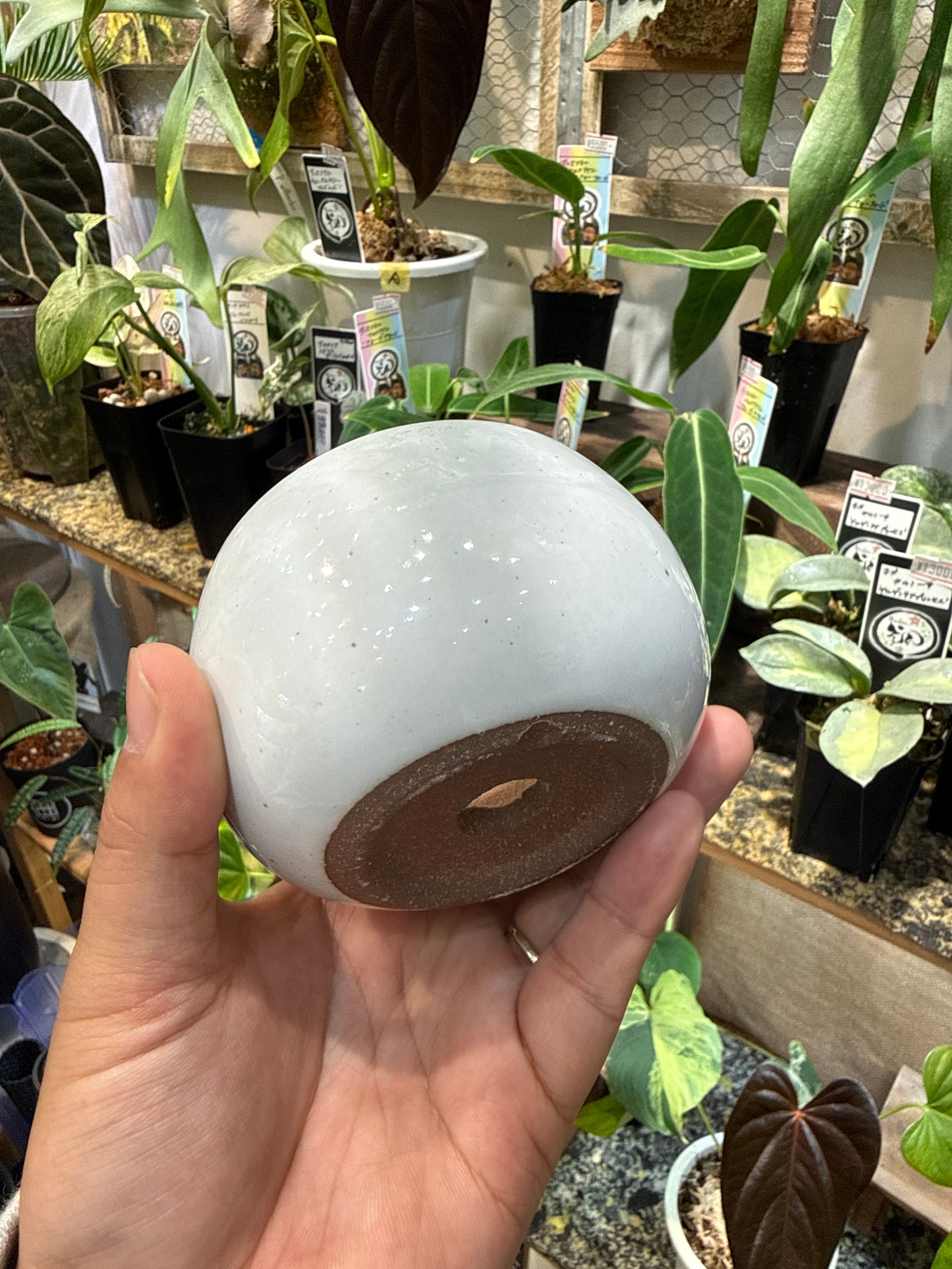 丸型ミニ盆栽鉢 (白) | Gardenえん 【観葉熱帯植物】