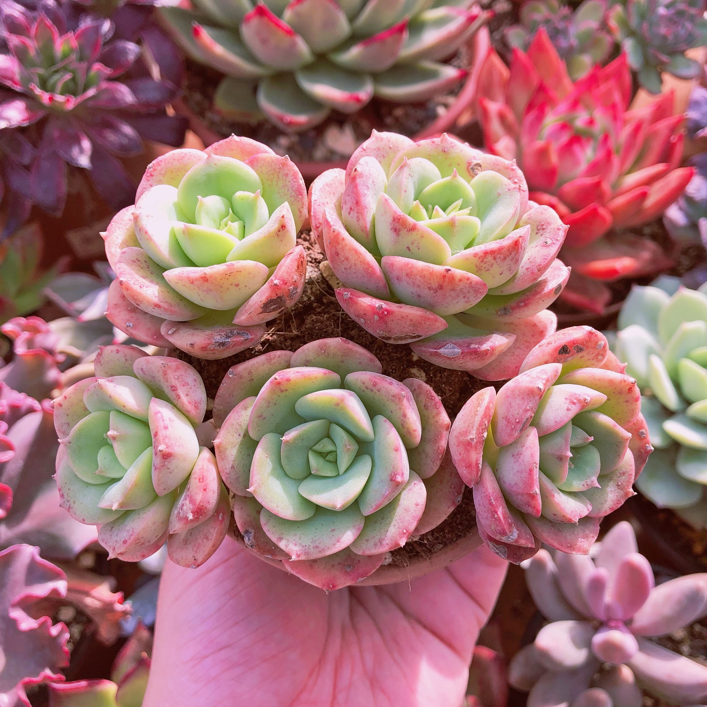 多肉植物　アグネスローズ　5苗セット