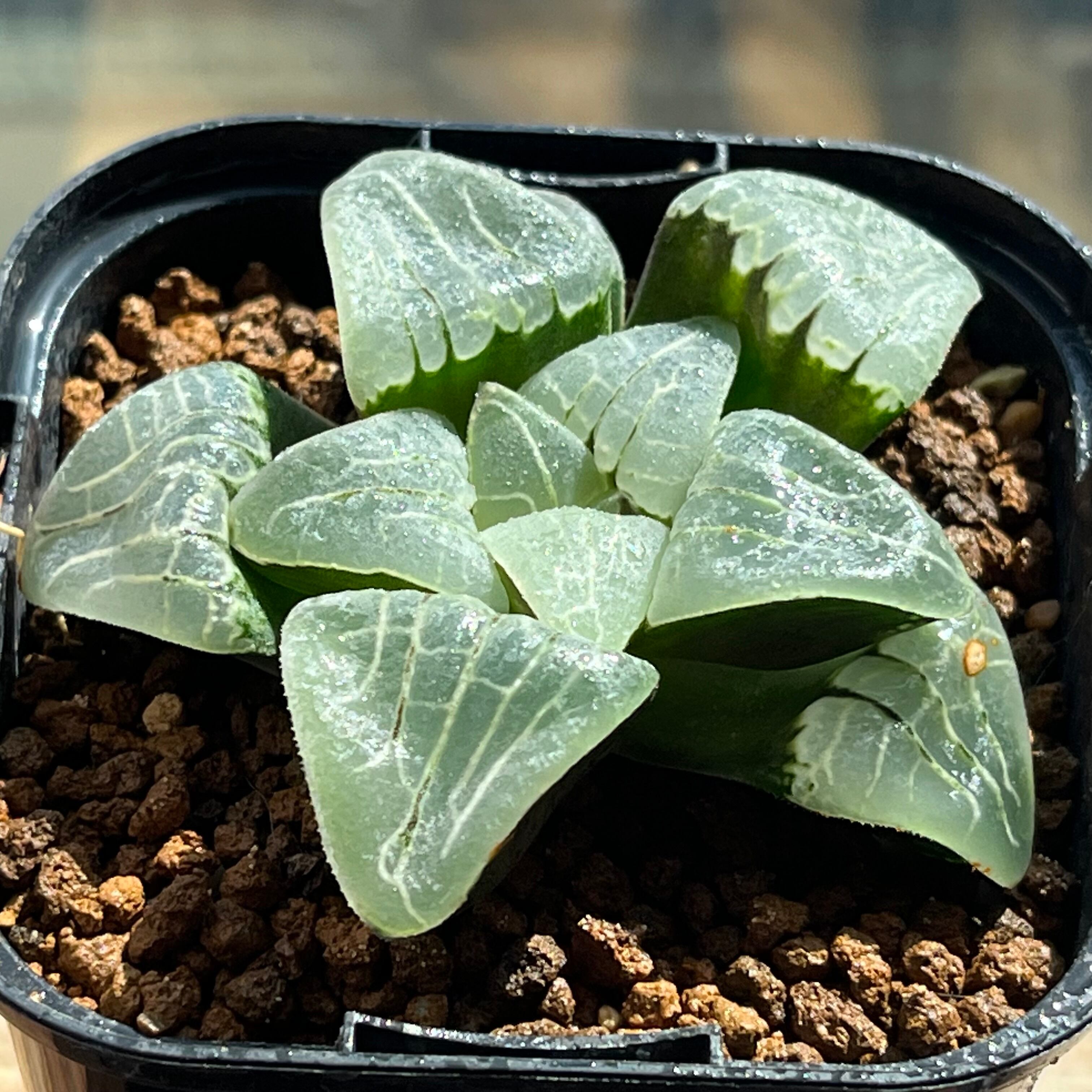 ハオルチア スターズフェアリー ハオルチア スターズフェアリー | mocono_plants