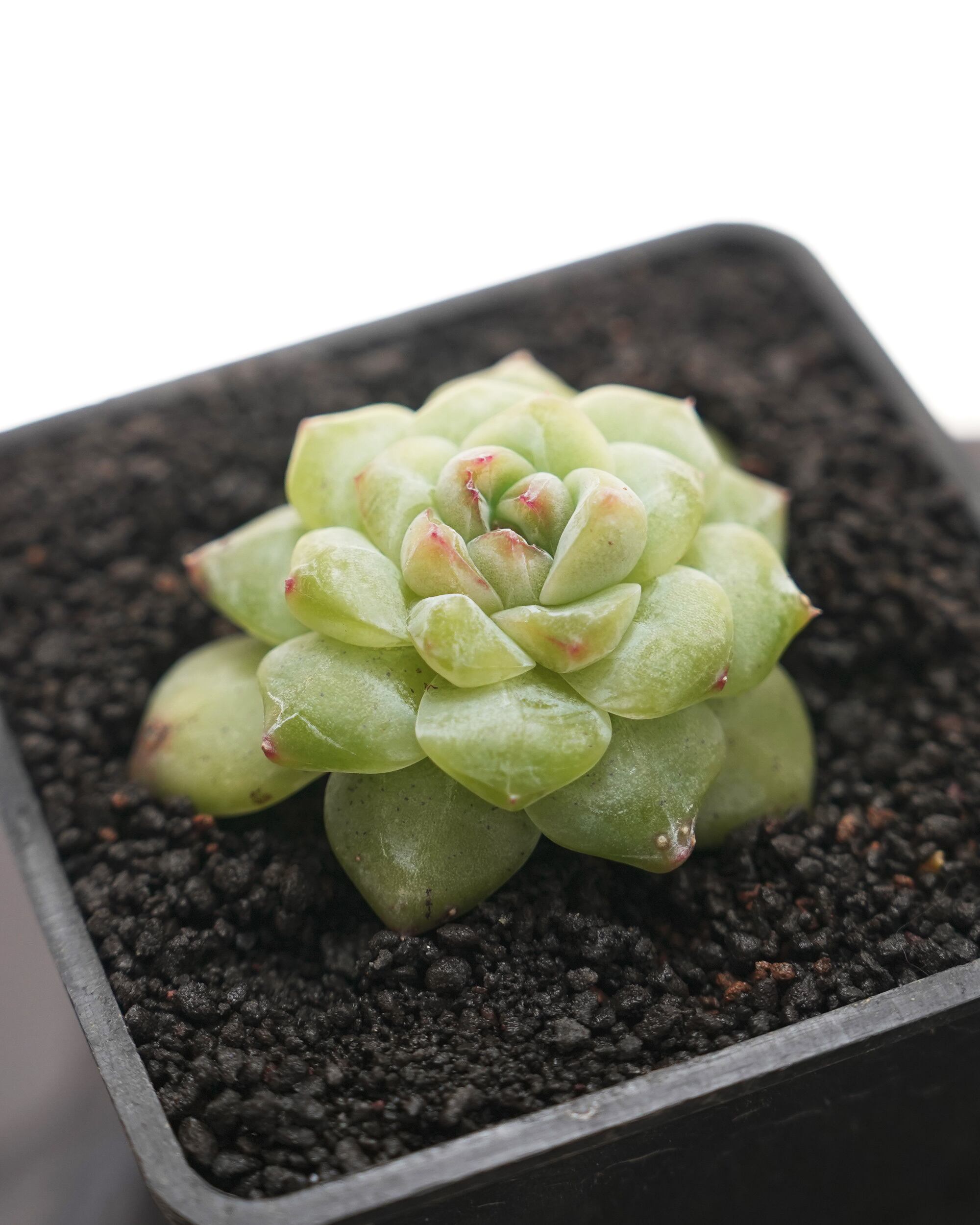 レア種・新品種 | PUKUBOOK SUCCULENTS