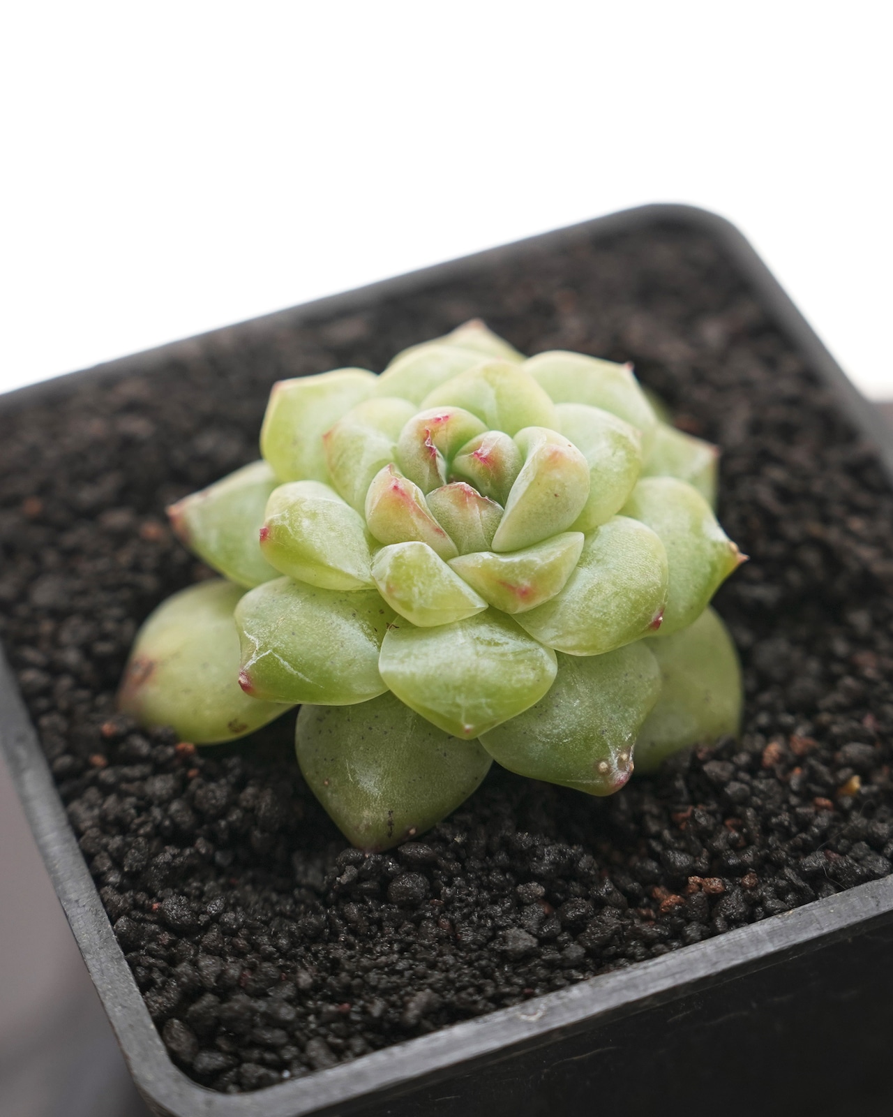 抜き苗 フォルティチュード Echeveria 'Fortitude'