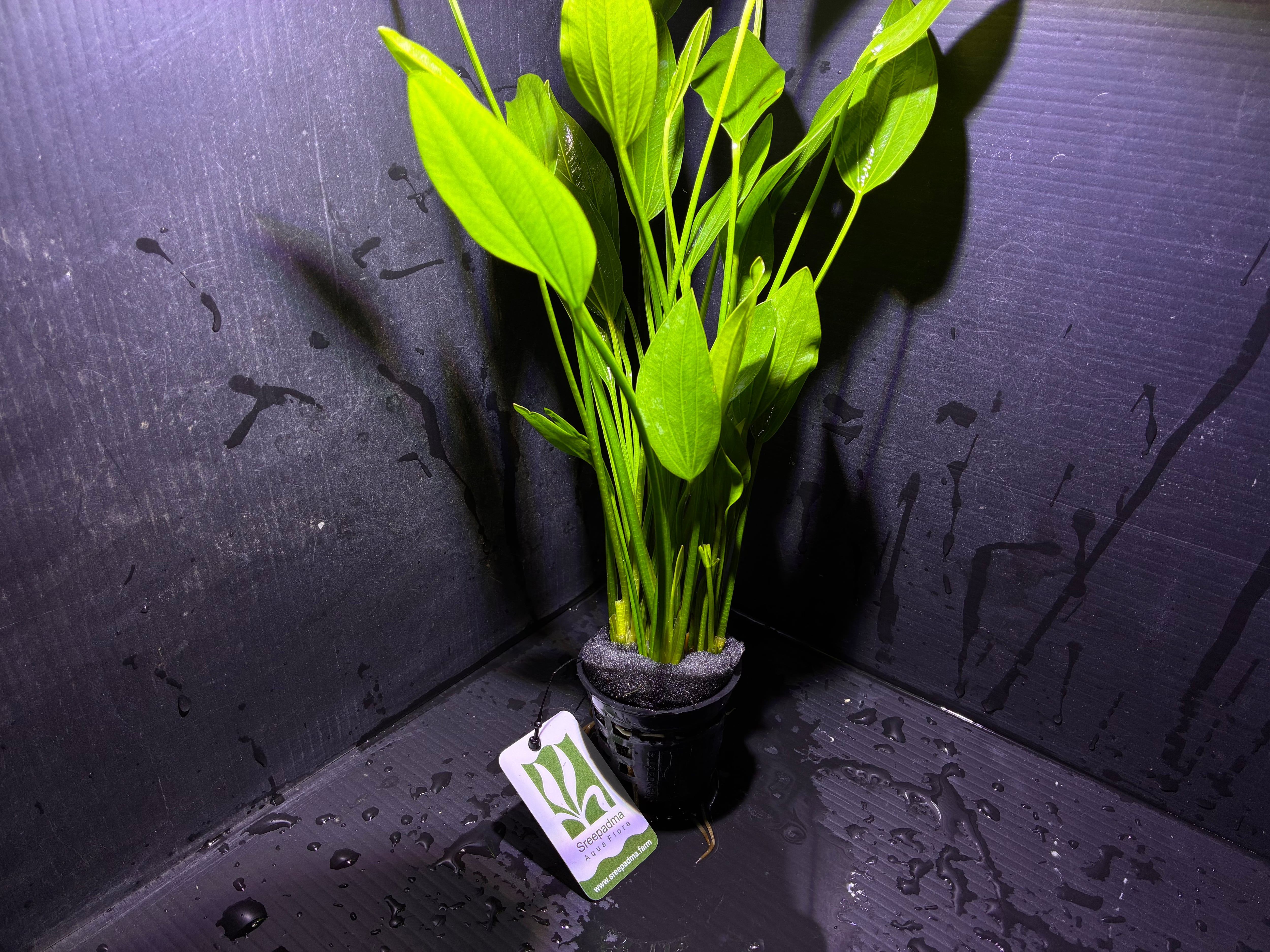 水草・観葉植物 | AquaFocus