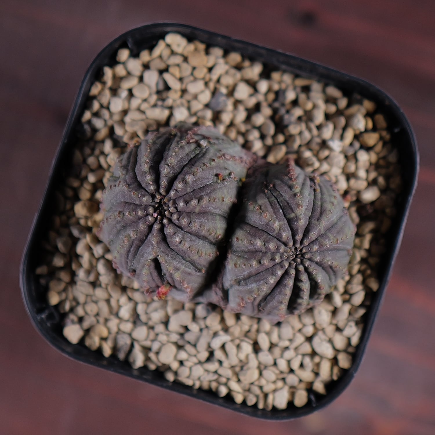 ダブルヘッド 扁平 オベサ / ユーフォルビア 木質化 | LIGHTHOUSE