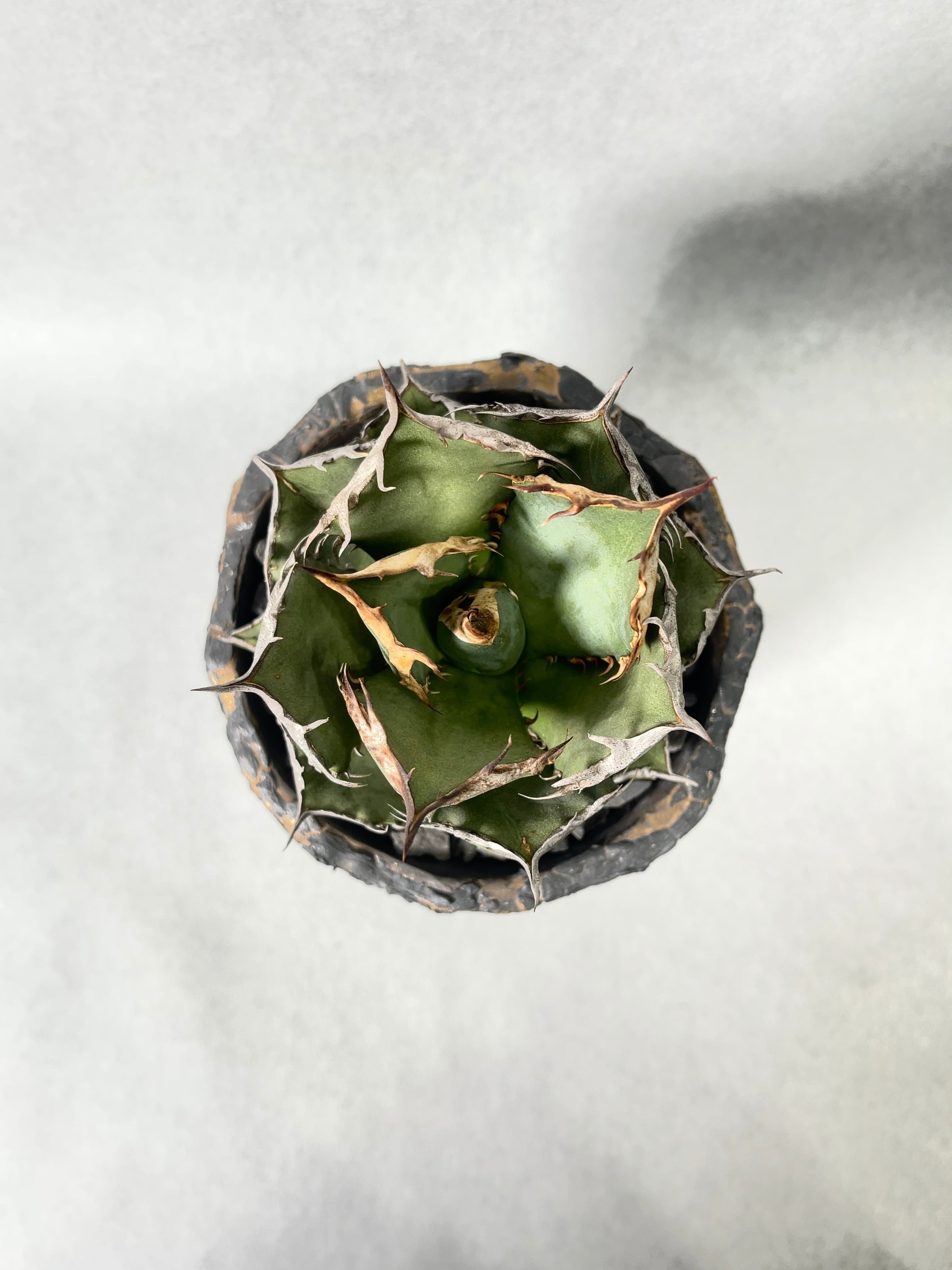 アガベ・烈焔 | trigger