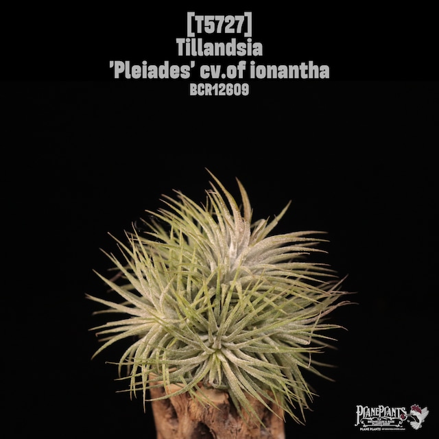 【送料無料】pruinosa Guatemala S〔エアプランツ〕現品発送T5216