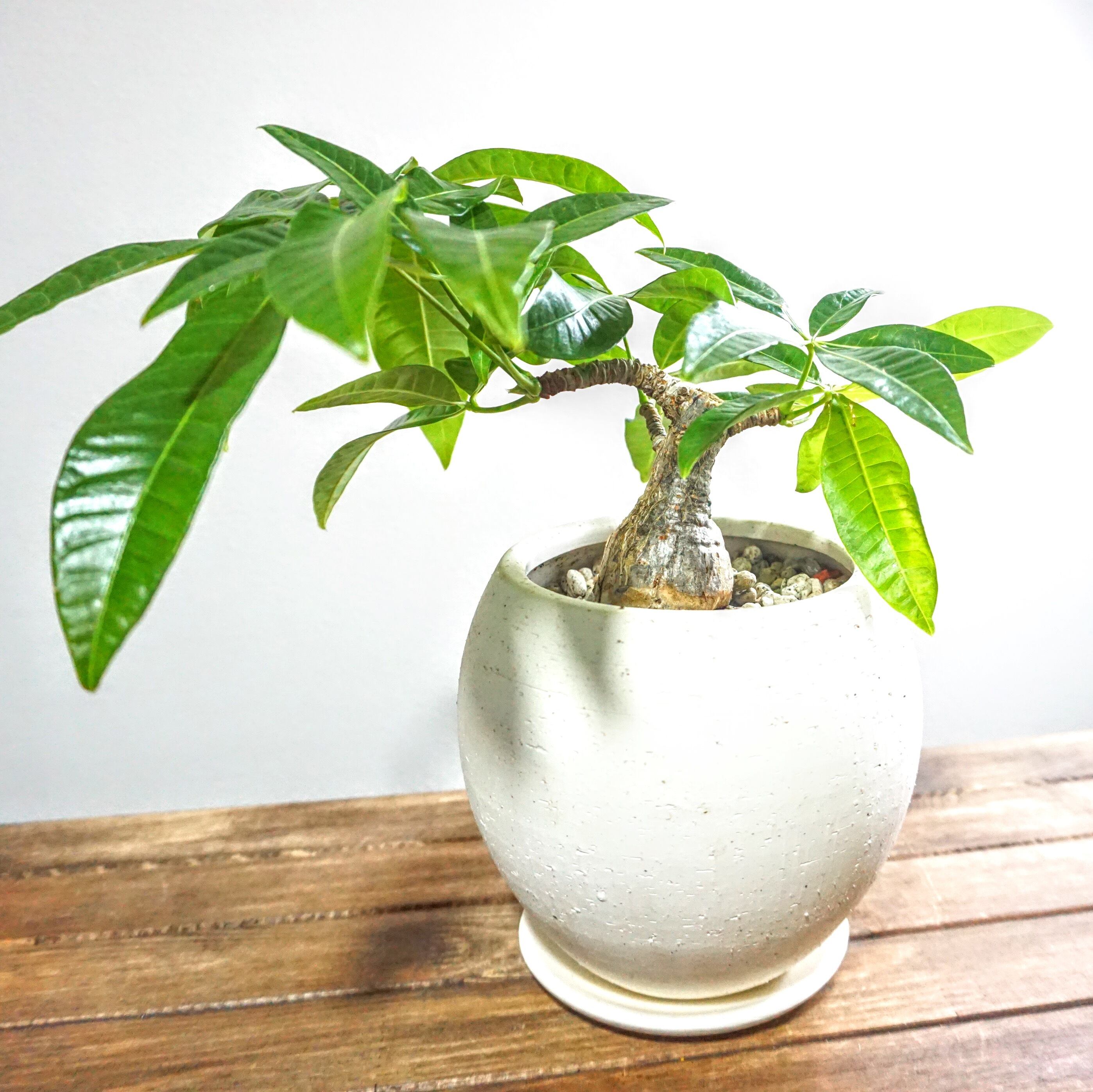 実生 パキラ 観葉植物 Plants Link