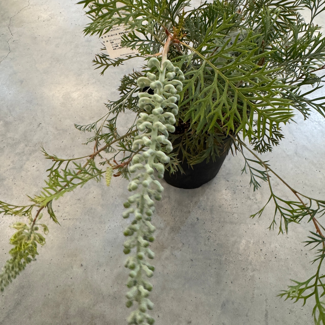 グレビレア　クリームパッション【731】