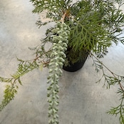 グレビレア クリームパッション【731】