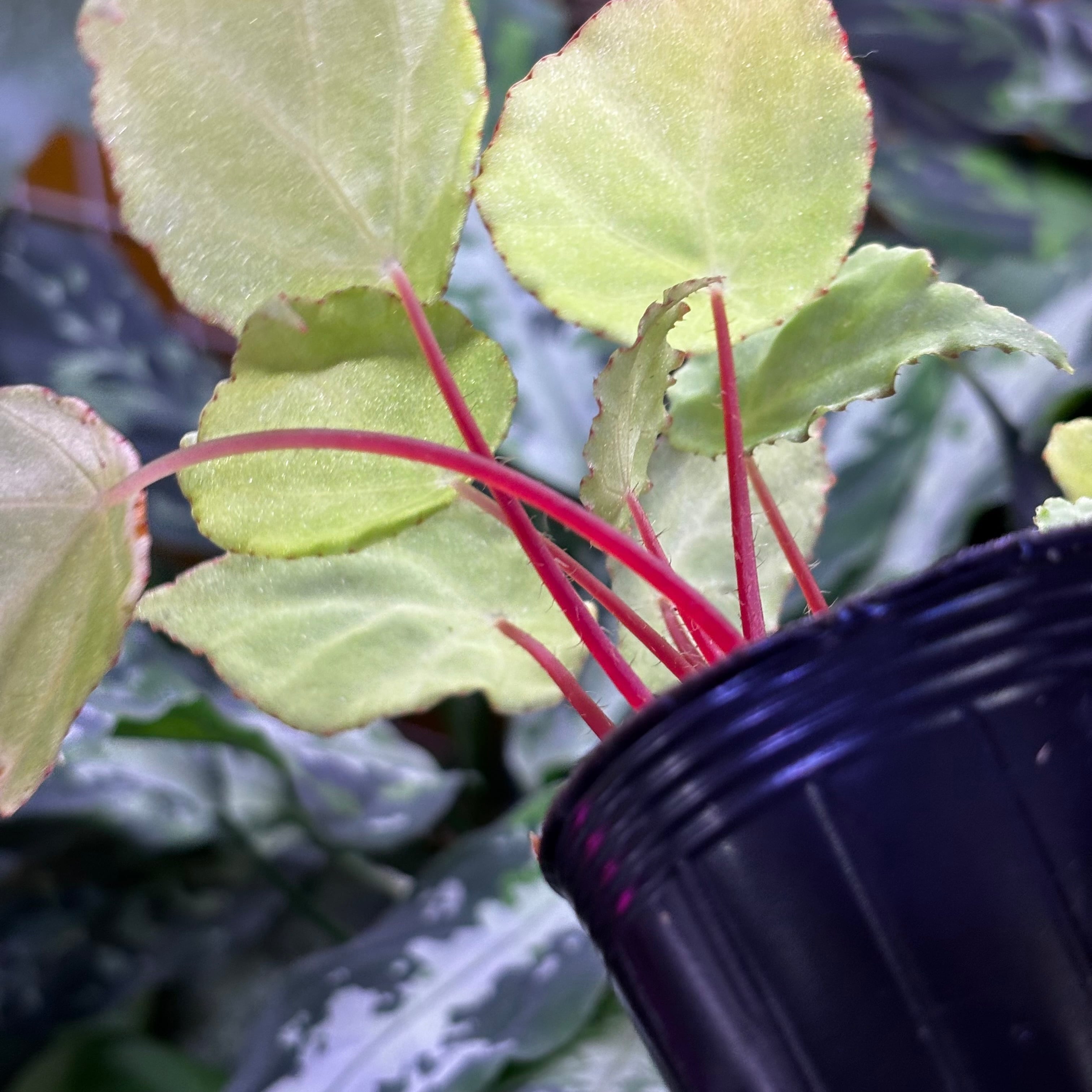 Begonia sp. Gabon 原種ベゴニア | 熱帯雨林植物専門店 トイ吉園芸