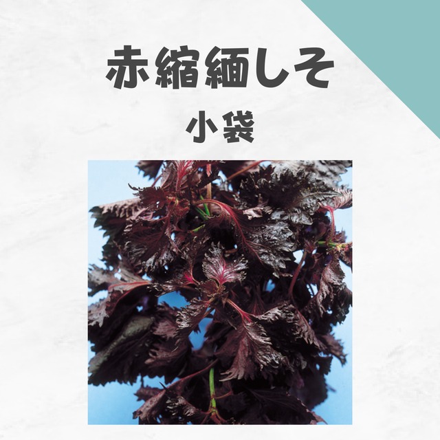 赤縮緬しそ　シソ種子・小袋