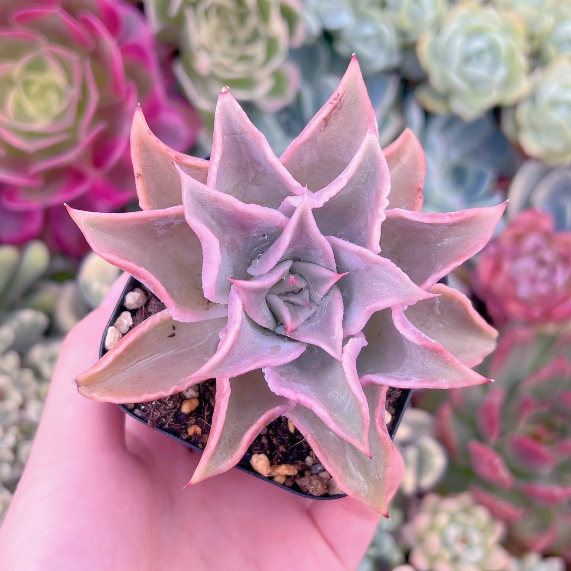 現品　コブマディバ#615　るる農園