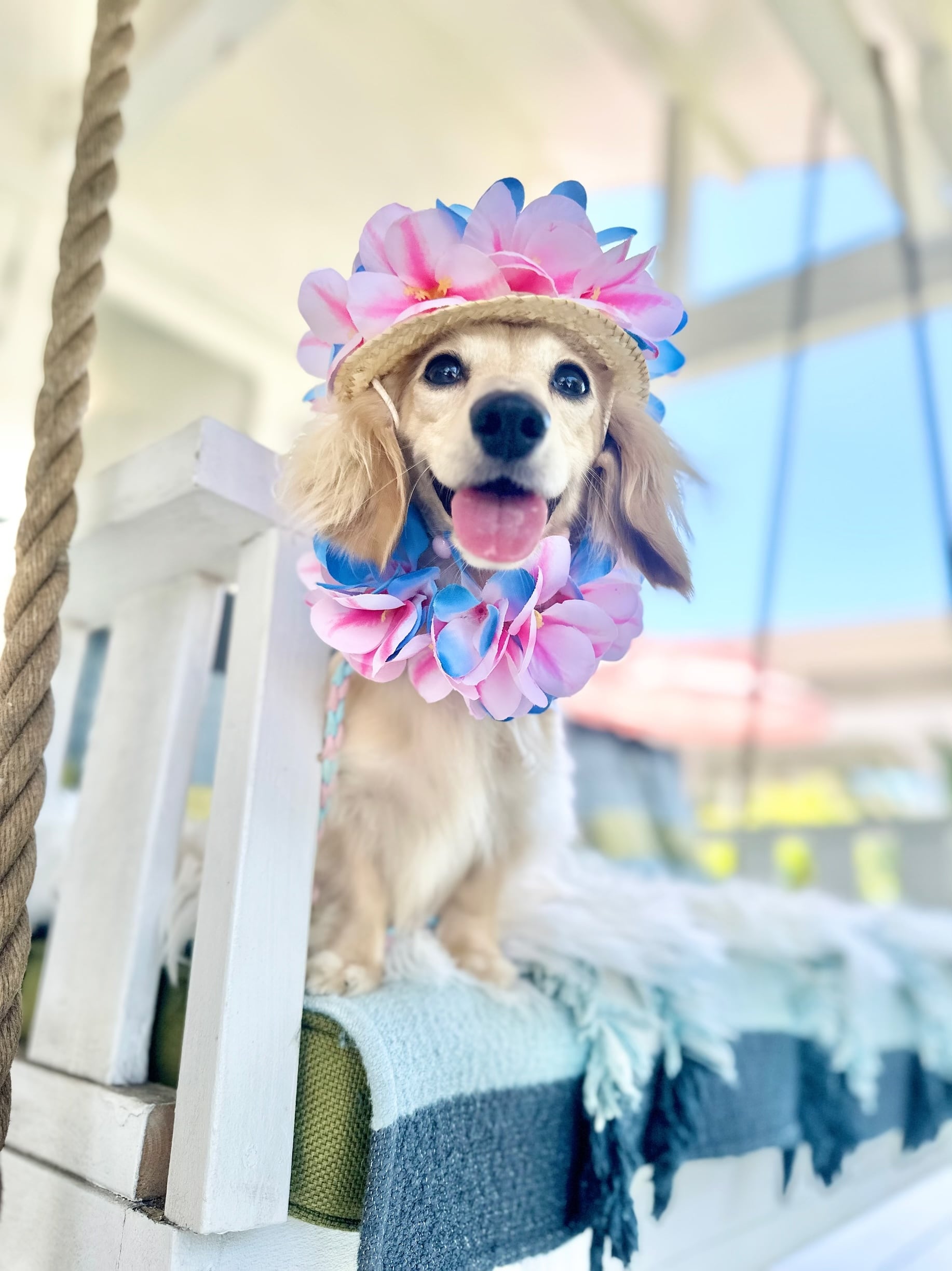 パピーXS 限定ティアラ