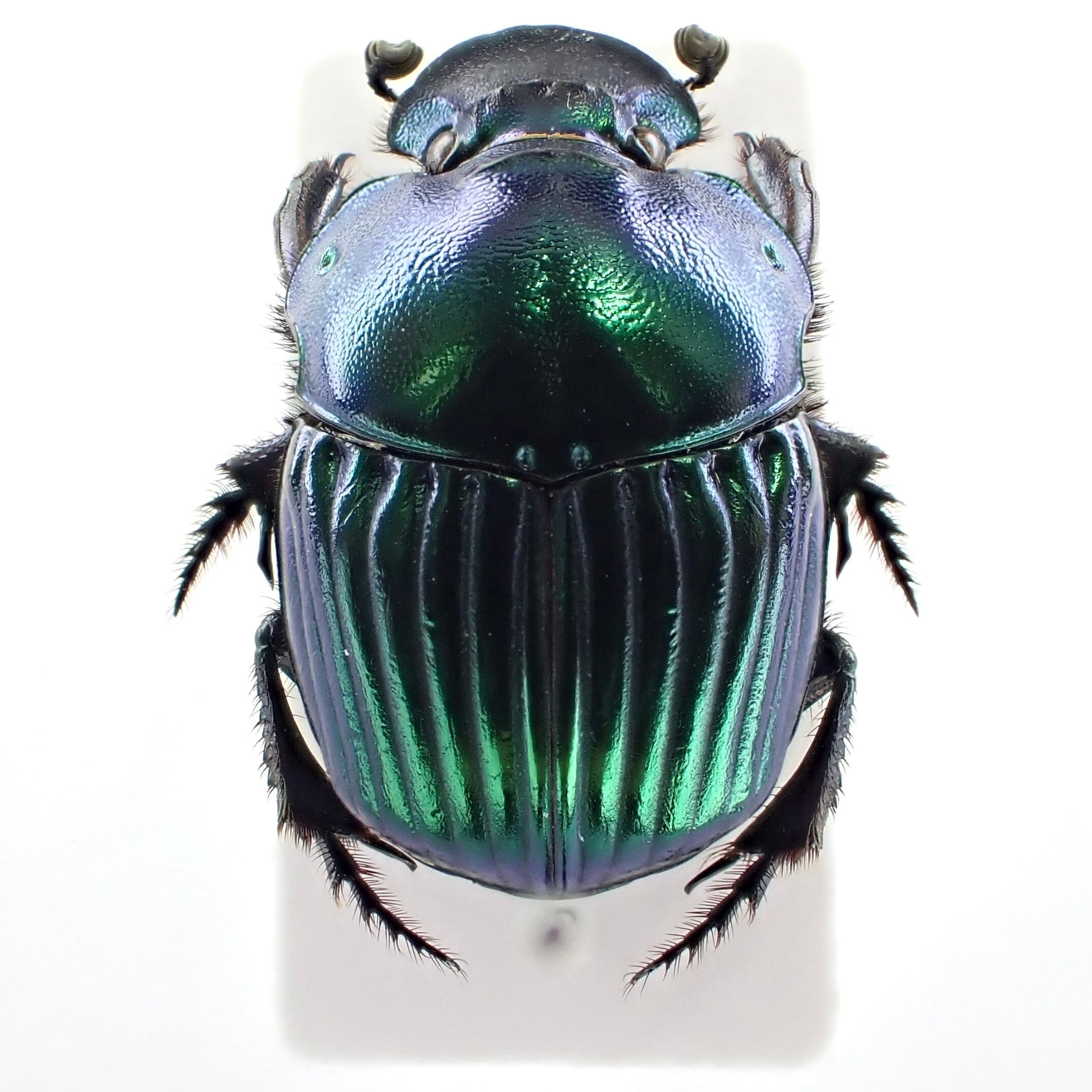 メキシコ産 Phanaeus mexicanus ♂♀ 21mm/19mm 緑 | 昆虫標本 Diggers