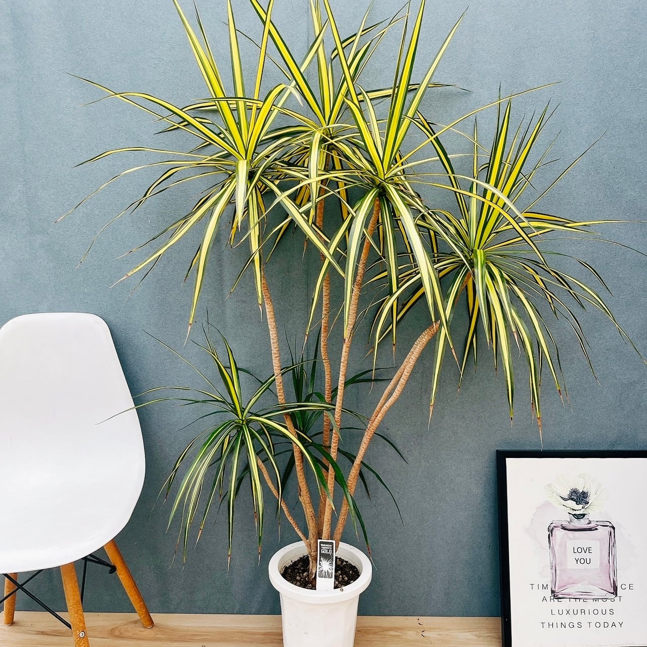 現品］4番 フィカス ウンベラータ 8号 観葉植物 室内 大型 ゴムの木