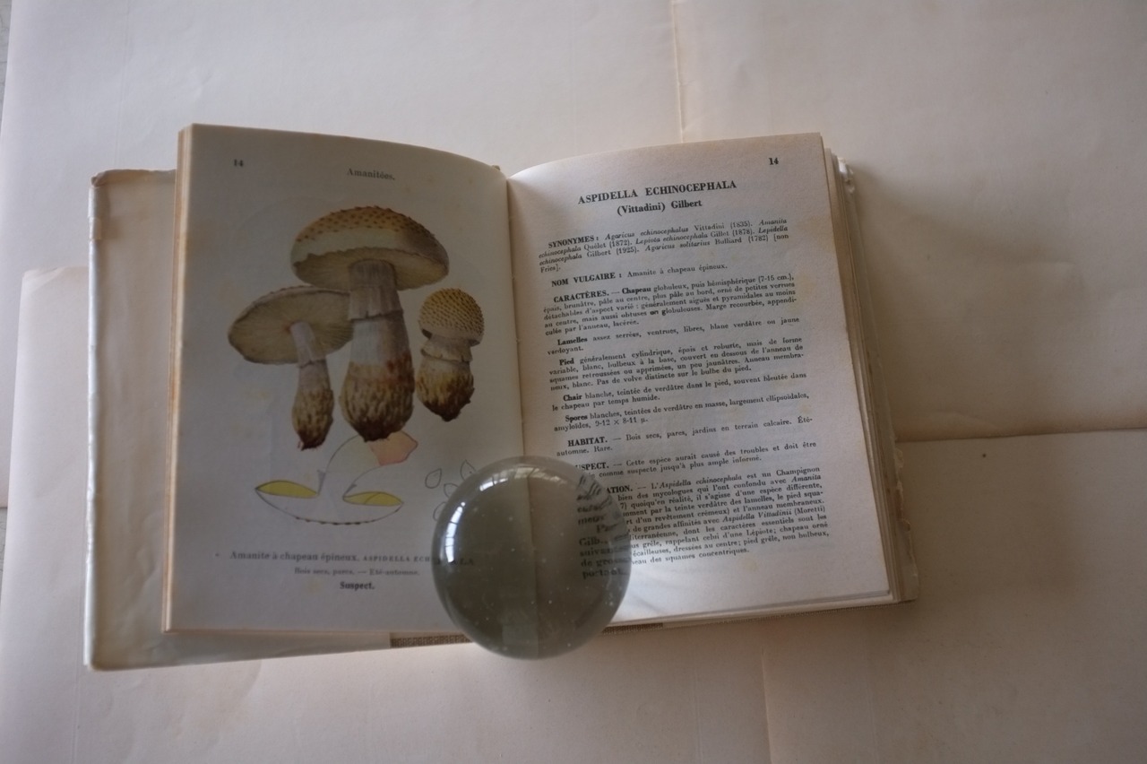 フランスヴィンテージ 1959s キノコ図鑑 Champignon de France