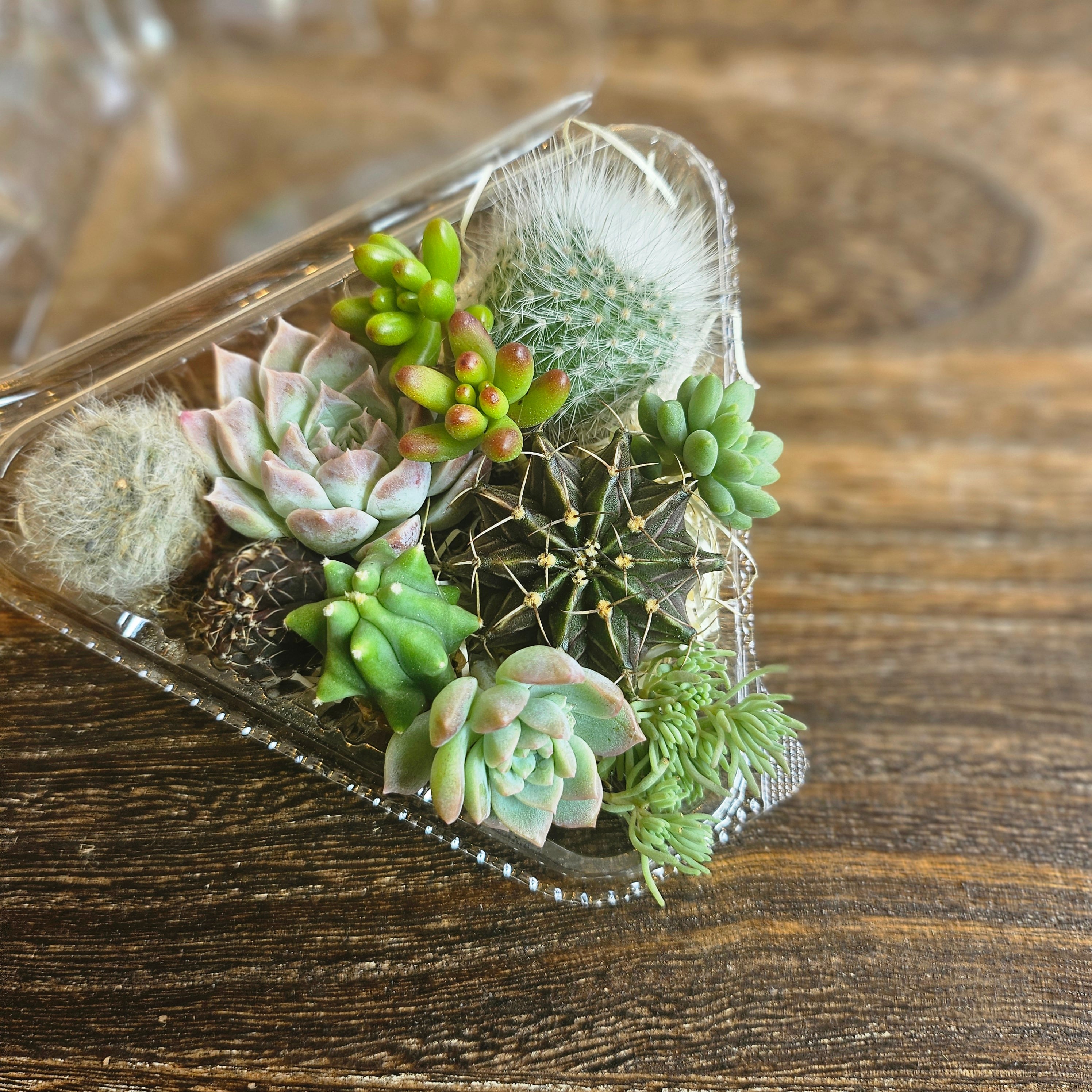 レーマニー(抜き苗) 多肉植物 送料込】秋言霊☆抜き苗☆ランプランツ