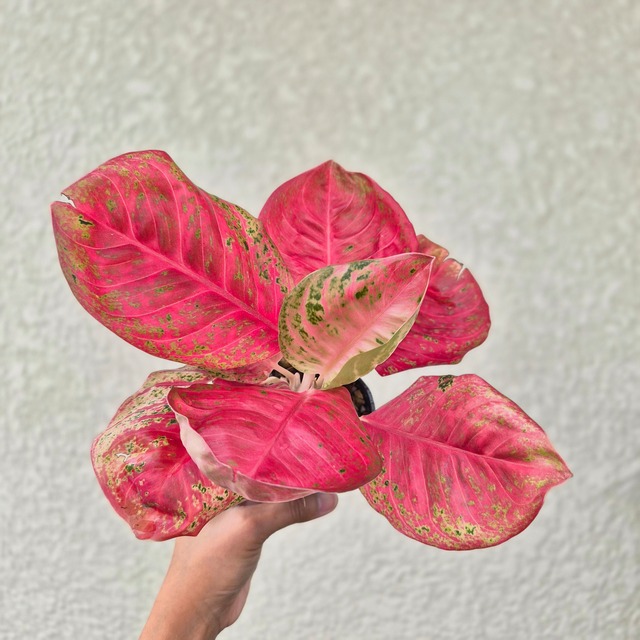 ②《Aglaonema Sombat Siam Orange 》アグラオネマ・ソムバットサイアムオレンジ 観葉植物 ／ポット発送