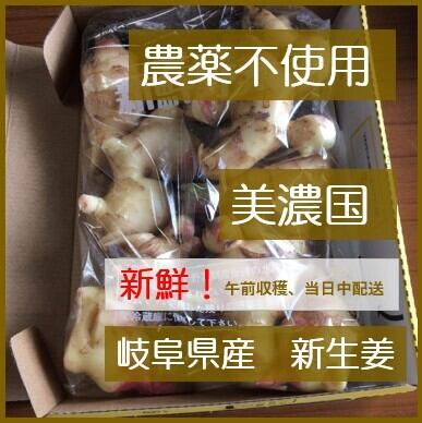 送料無料】岐阜県産 新生姜 800g 農薬不使用 | ぶらりっく