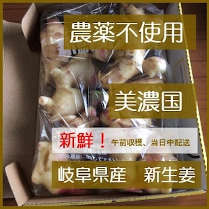 【送料無料】岐阜県産　新生姜　800ｇ　農薬不使用