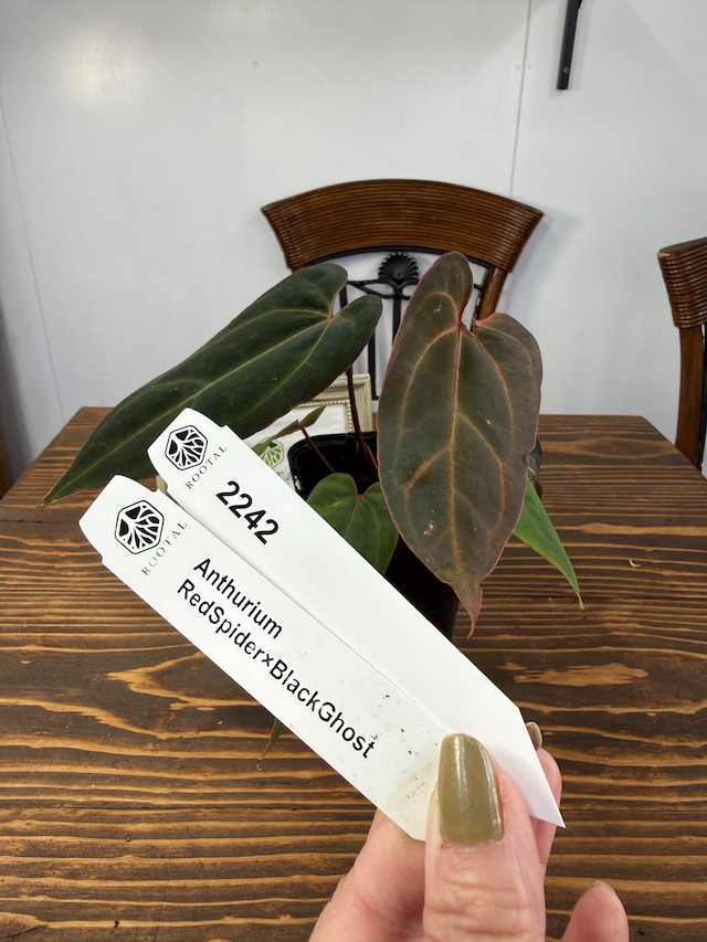 ★2242　アンスリウム　レッドスパイダー×ブラックゴースト(3.5号ロング硬質ポット）