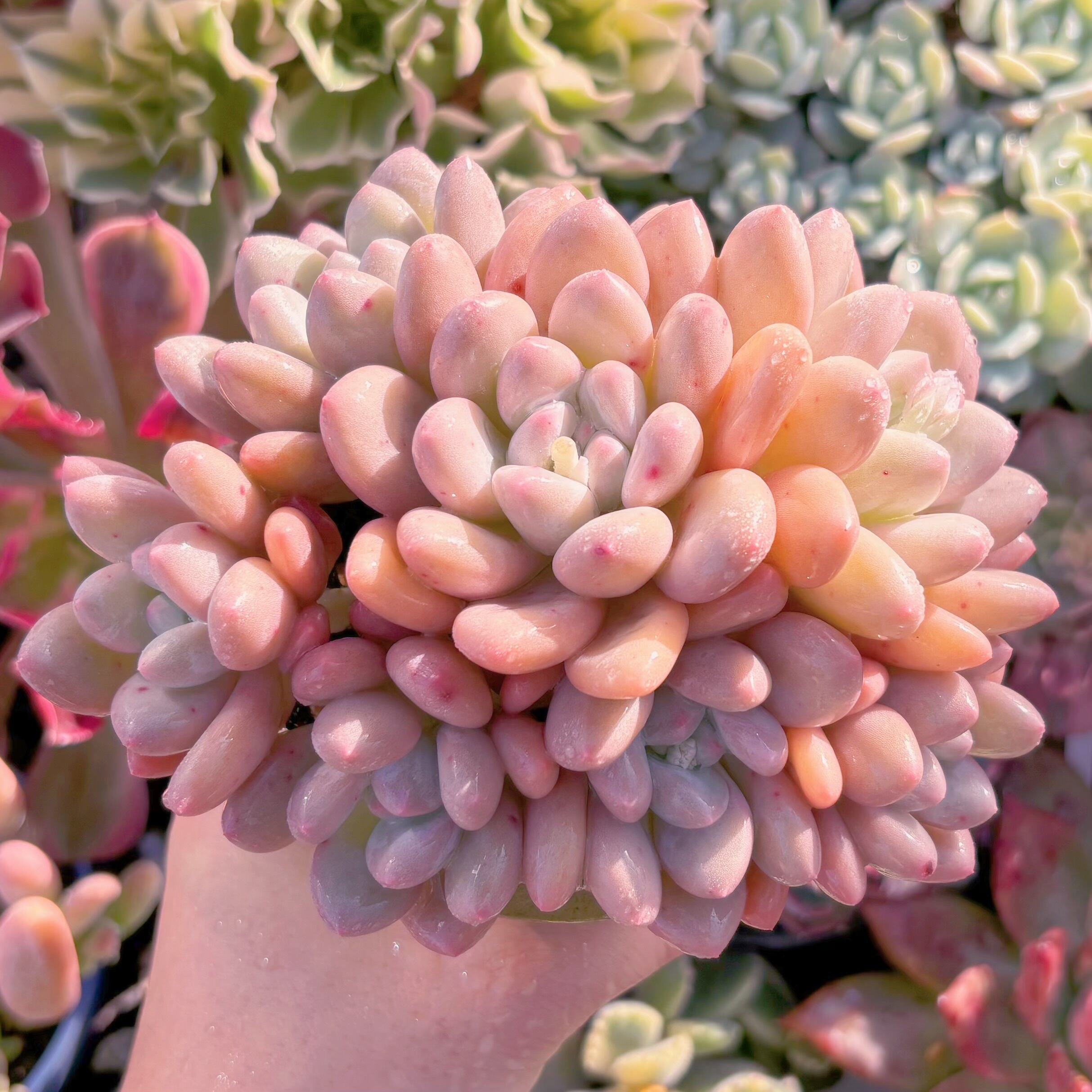 多肉植物　ベビースイート　特大群生　新入荷　るる農園