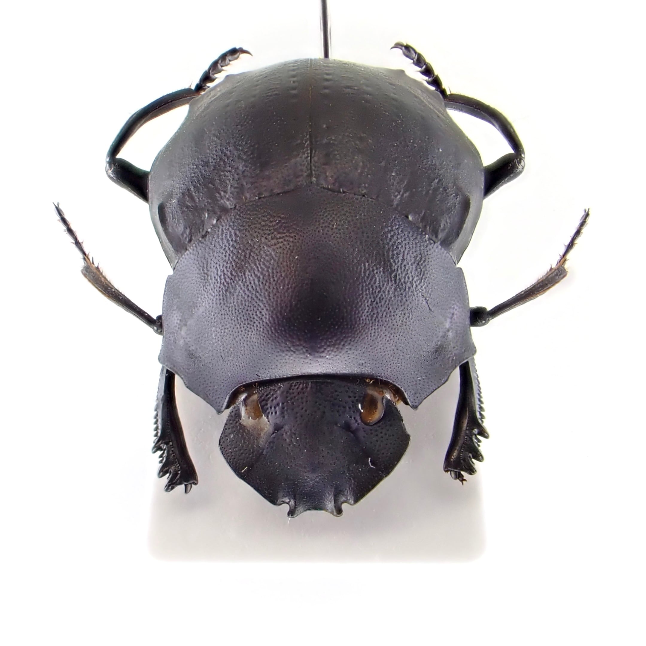 ペルー産 Deltochilum sp. Gibbosum 1ex 21mm | 昆虫標本 Diggers
