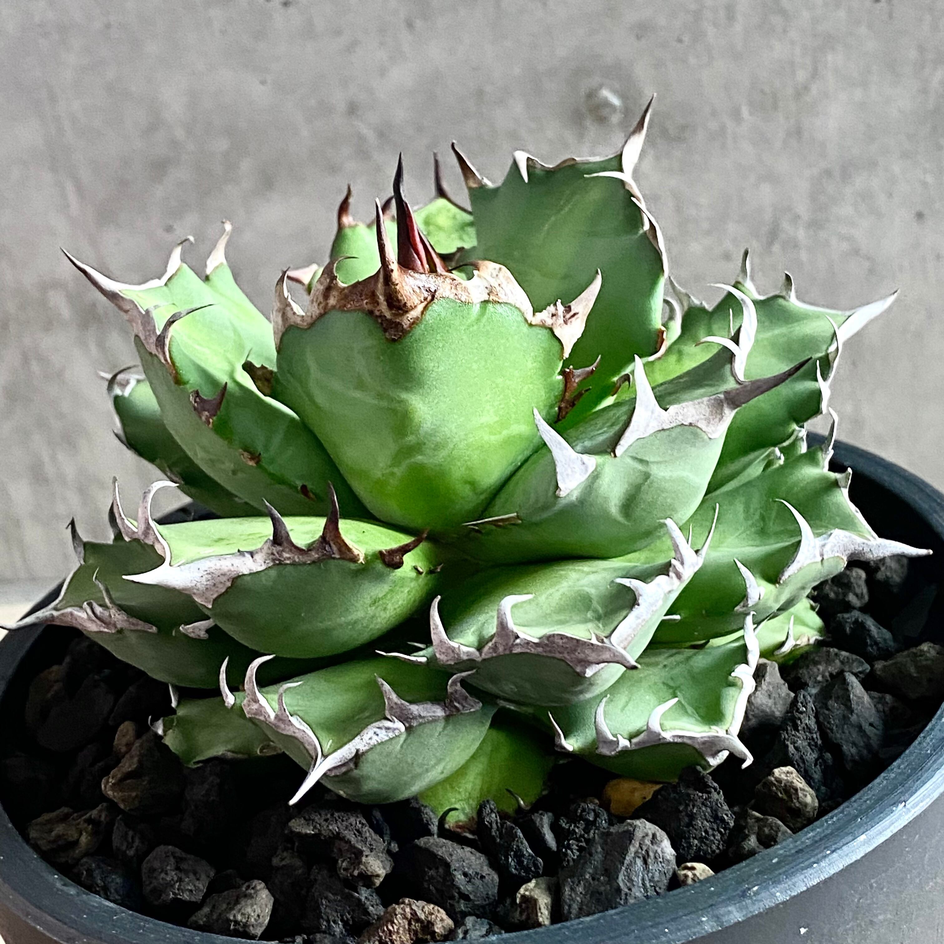 agave titanota /アガベ チタノタ 厳龍【観葉植物】【多肉植物 ...