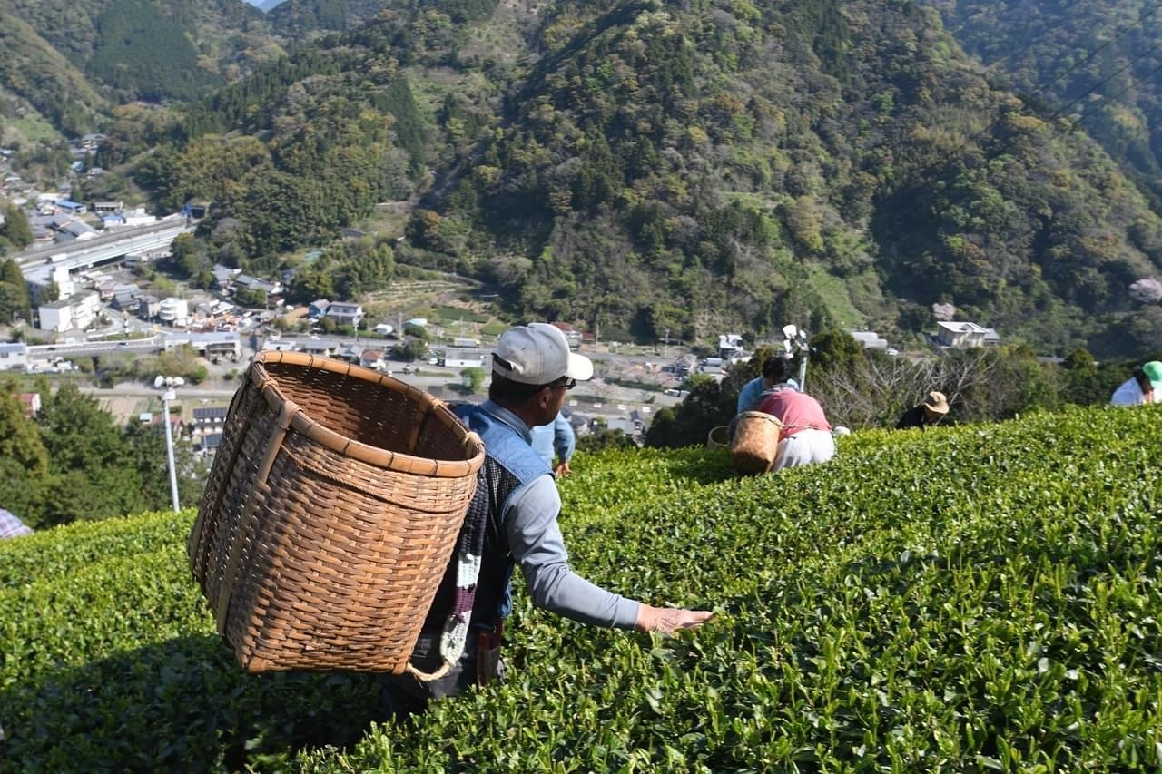 手摘み！大走り新茶2023 丸子近藤早生