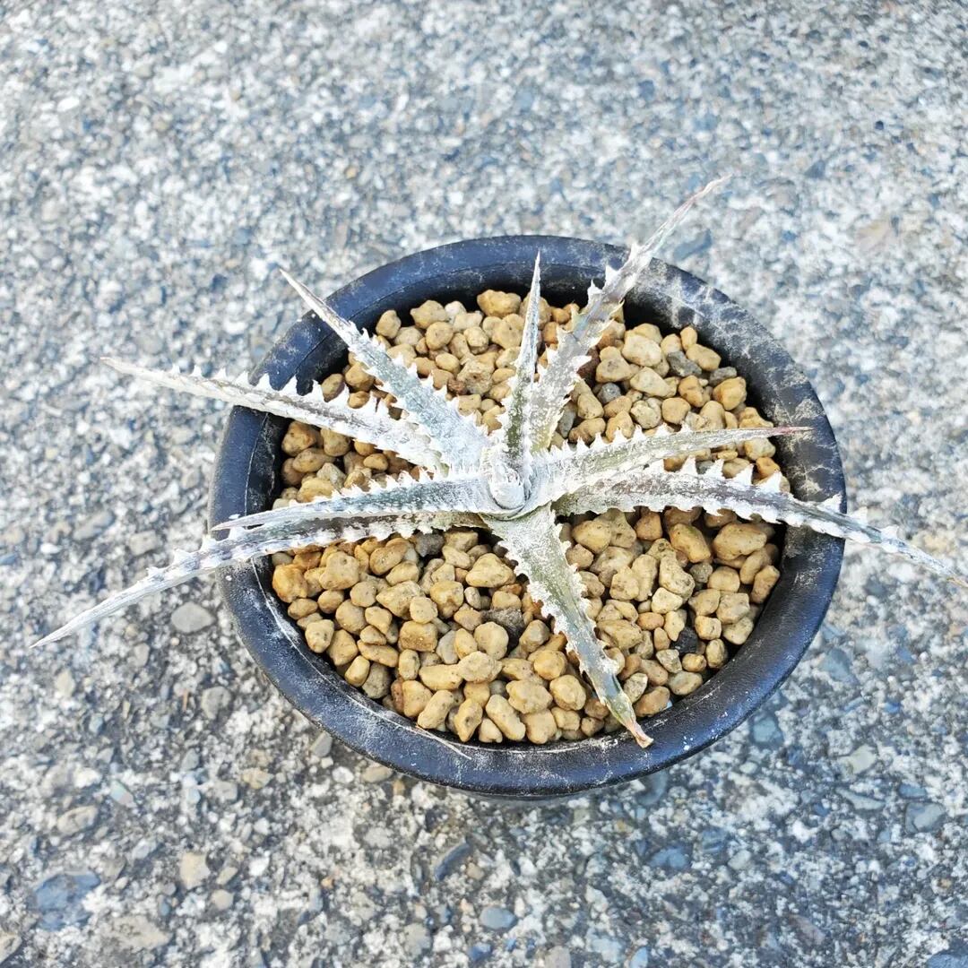 レアプランツ通販サイトPlants Maniax（プランツ・マニアックス）