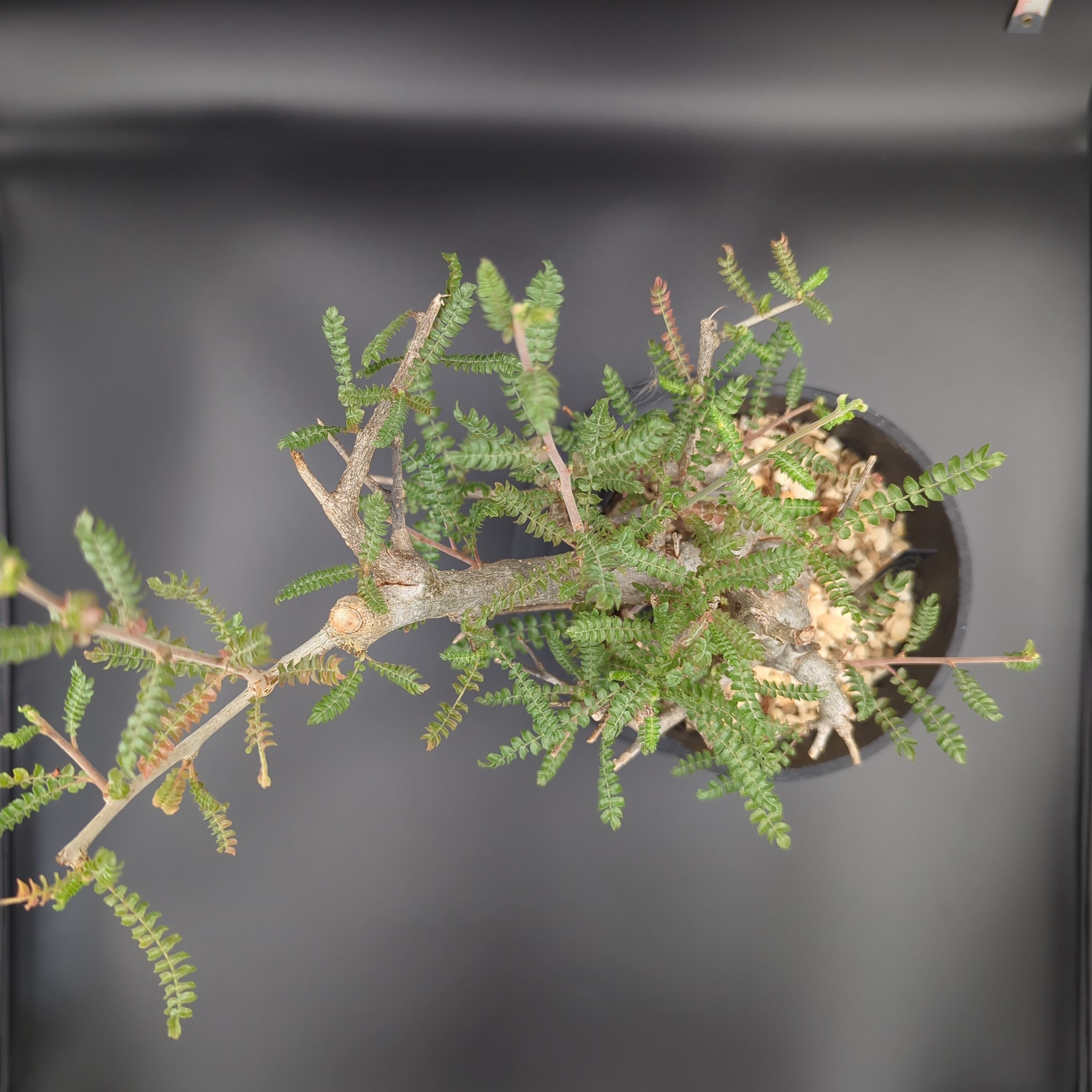 ボスウェリア・ネグレクタ (Boswellia neglecta) 発根済・現地球