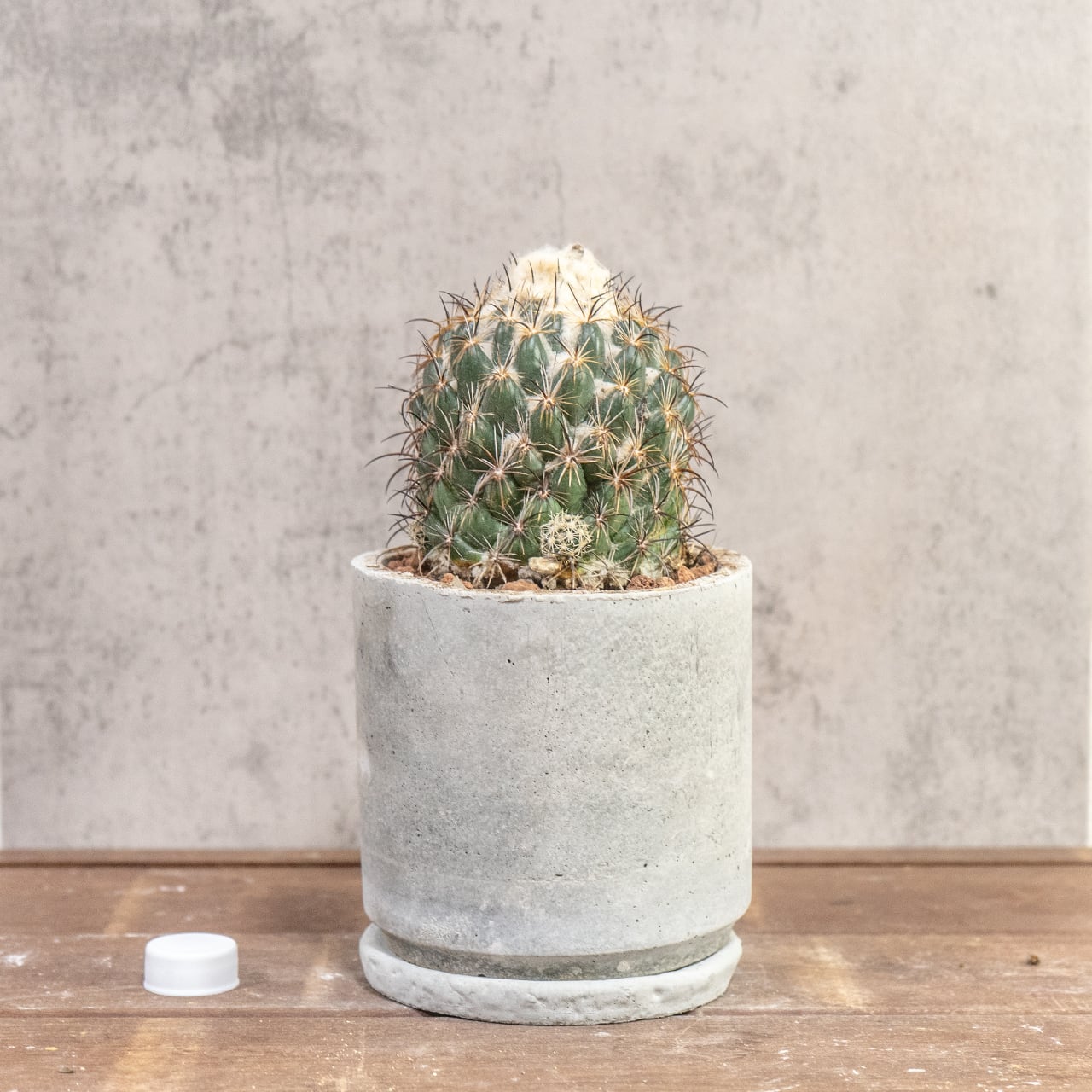 サボテン コリファンタ 金環蝕 荒々しい刺と頂部の綿毛が魅力 一株ごとの厳選仕入れ 手づくりモルタル鉢 観葉植物｜虫発生抑制（全国一律送料850円）