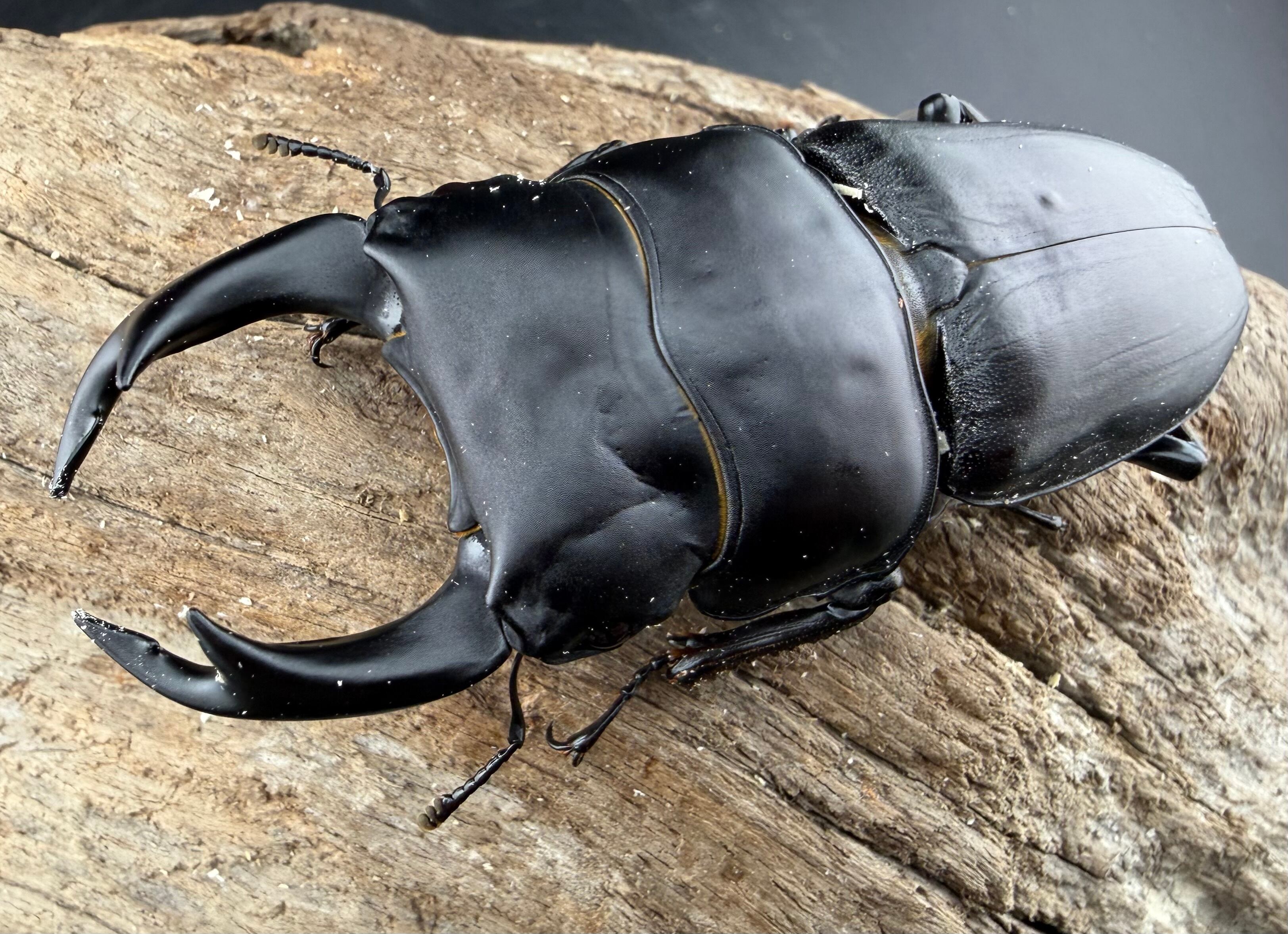 クワガタ　値下げOK‼︎ オオクワガタ 能勢YG血統 80.5mm ペア》 | KPW公式オンラインショップ