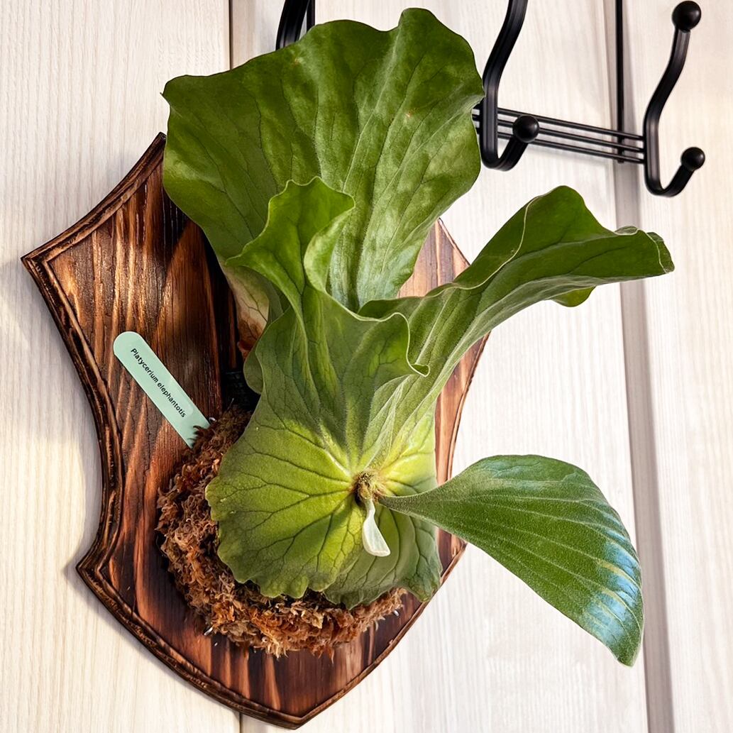 ビカクシダ エレファントティス 中株 板付 【観葉植物 壁掛け コウモリ
