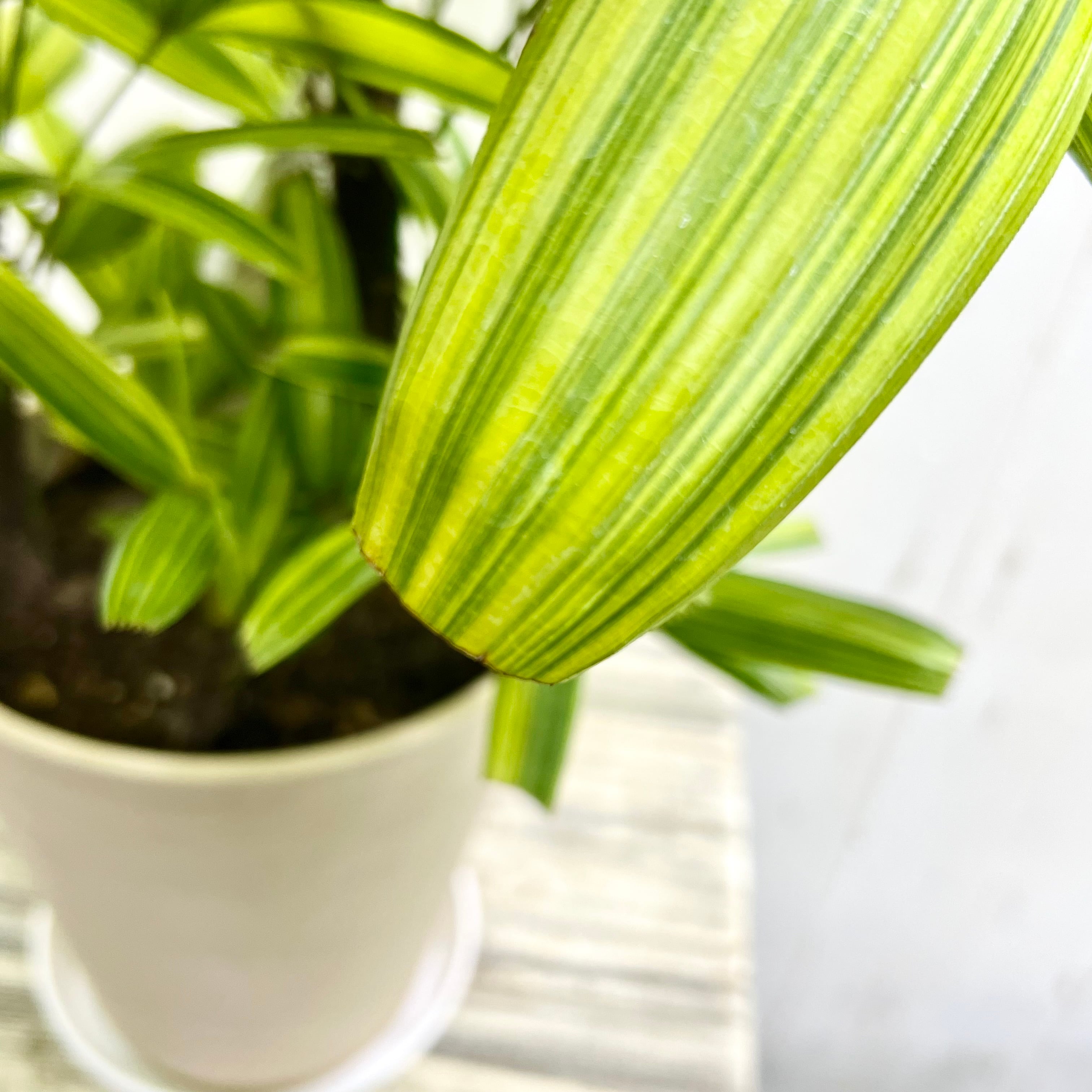 斑入り 観音竹 綾錦 すっきり美しい葉姿の上品な観葉植物 | PLANTS