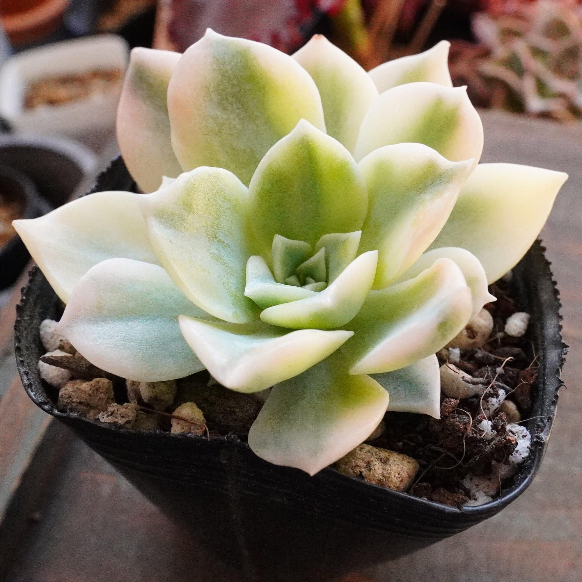 P.willinckii Yoda Sporelings 【artPLANTs】 ビカクシダ/Platycerium