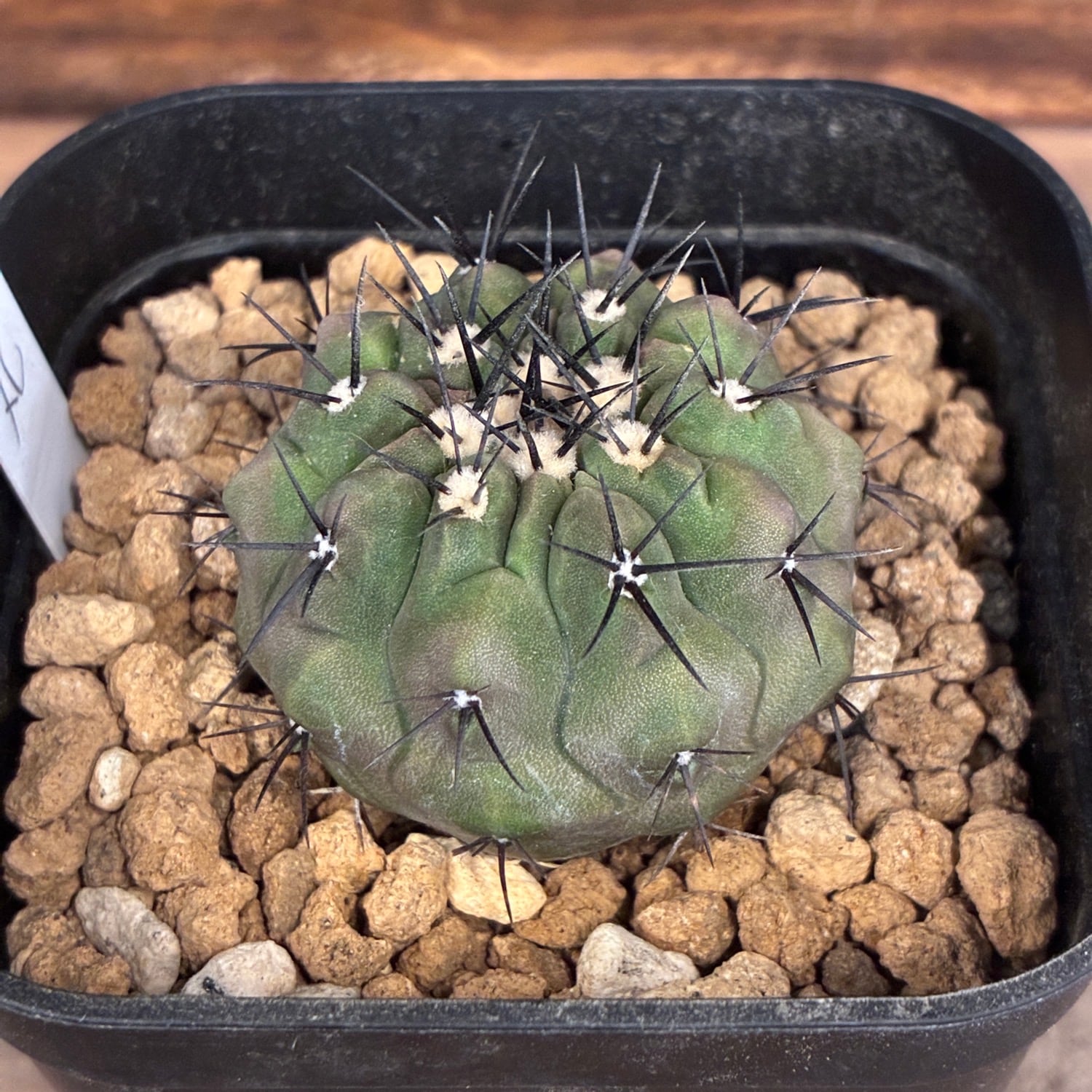Copiapoa】サボテン コピアポア 黒王丸 実生【602】 | PROTOLEAF