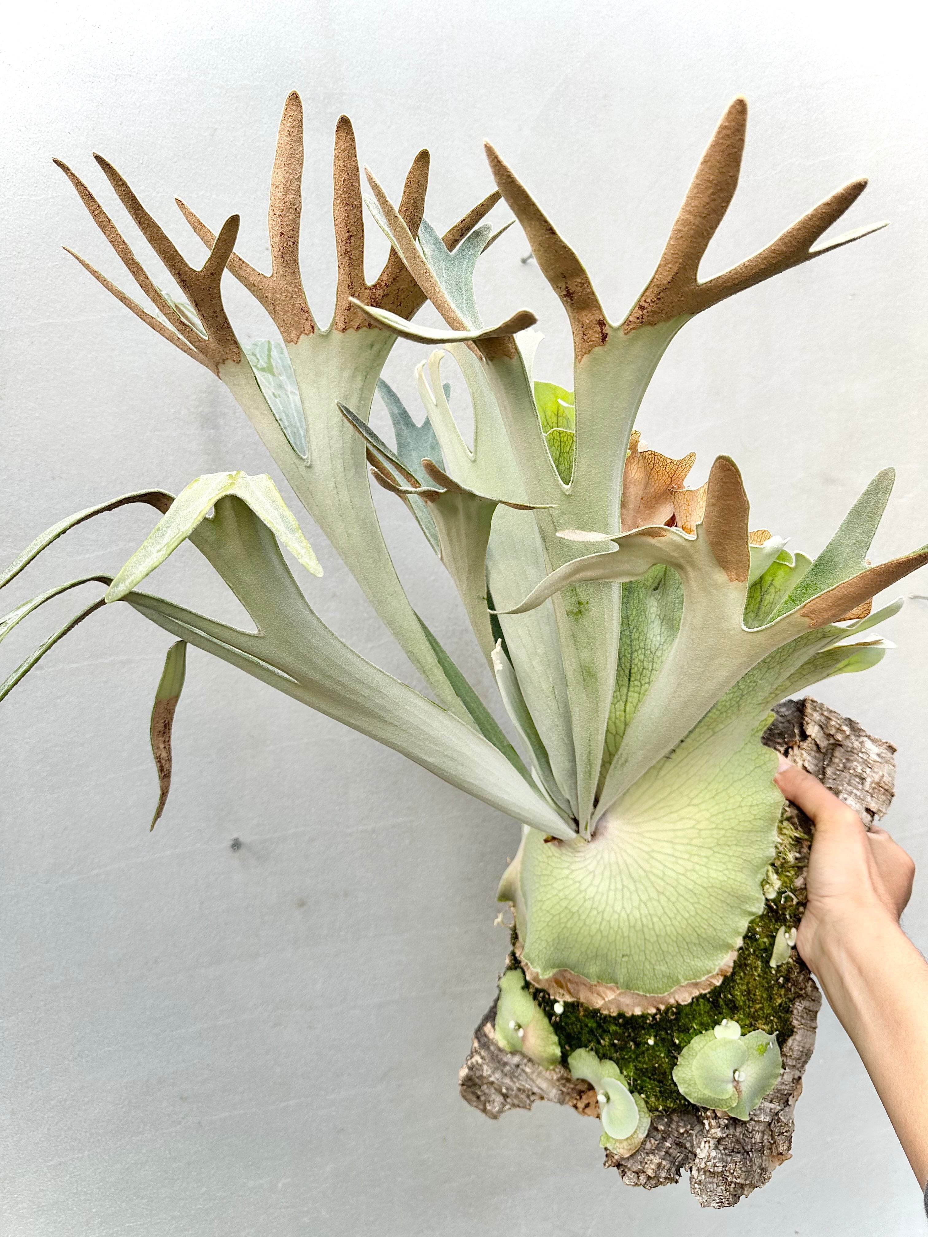 Platycerium_ビカクシダ | vandaka plants