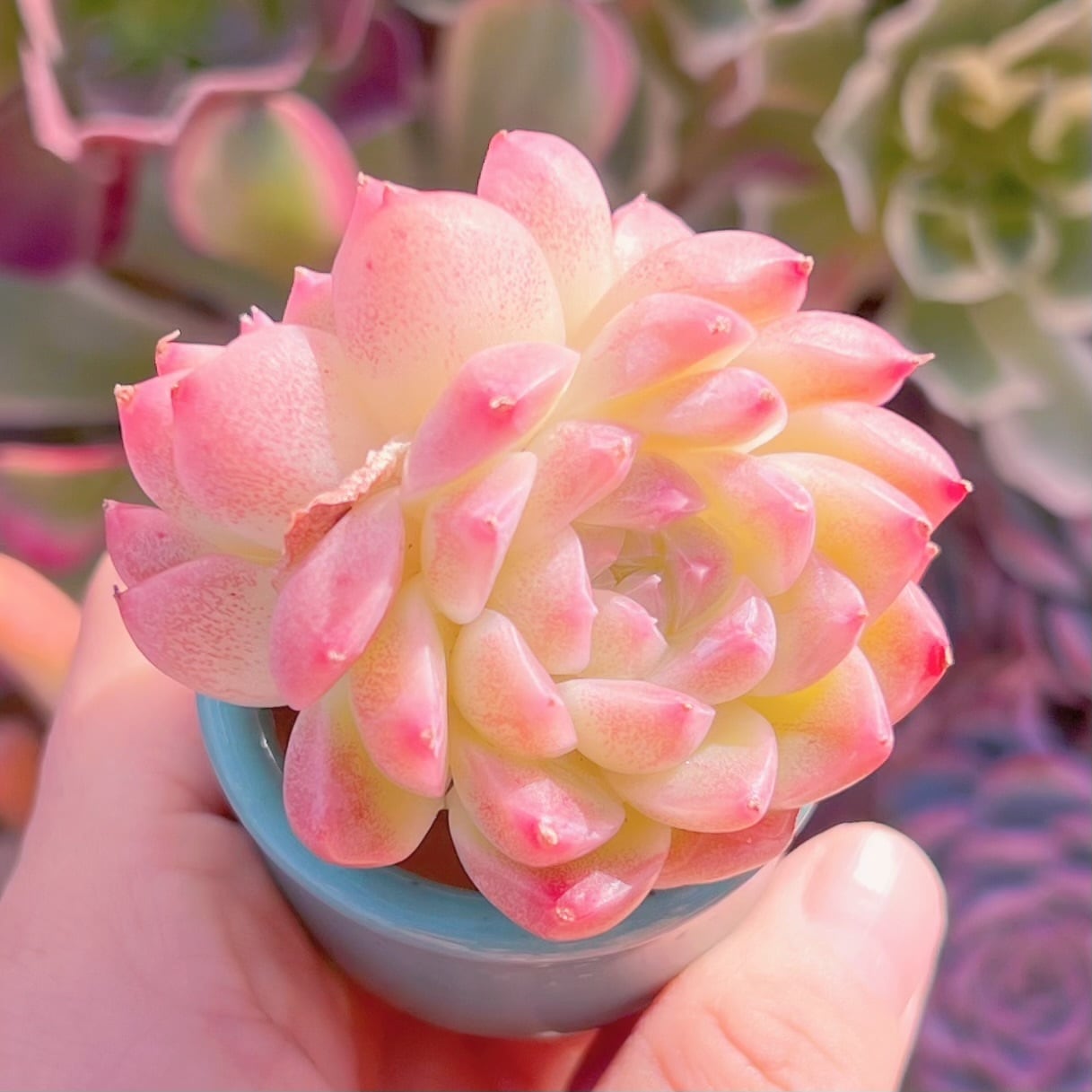 多肉植物　桃ソーダ　5〜6cm苗　新入荷　るる農園