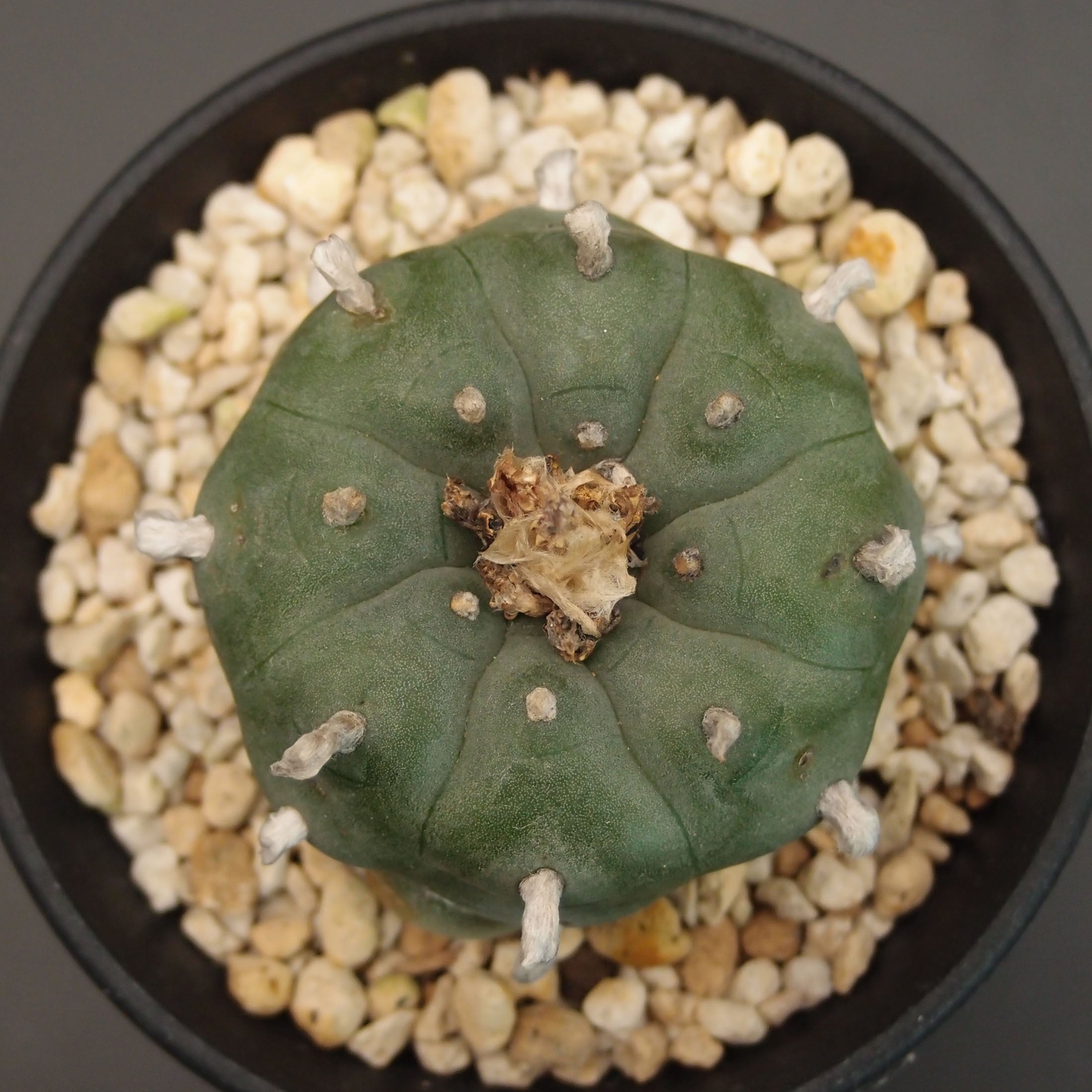 サボテン | 万緑 BAN RYOKU