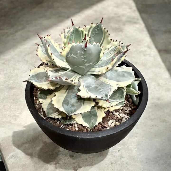 アガベ agave purpusorum /アガベ パープソラム 【観葉植物】【多肉