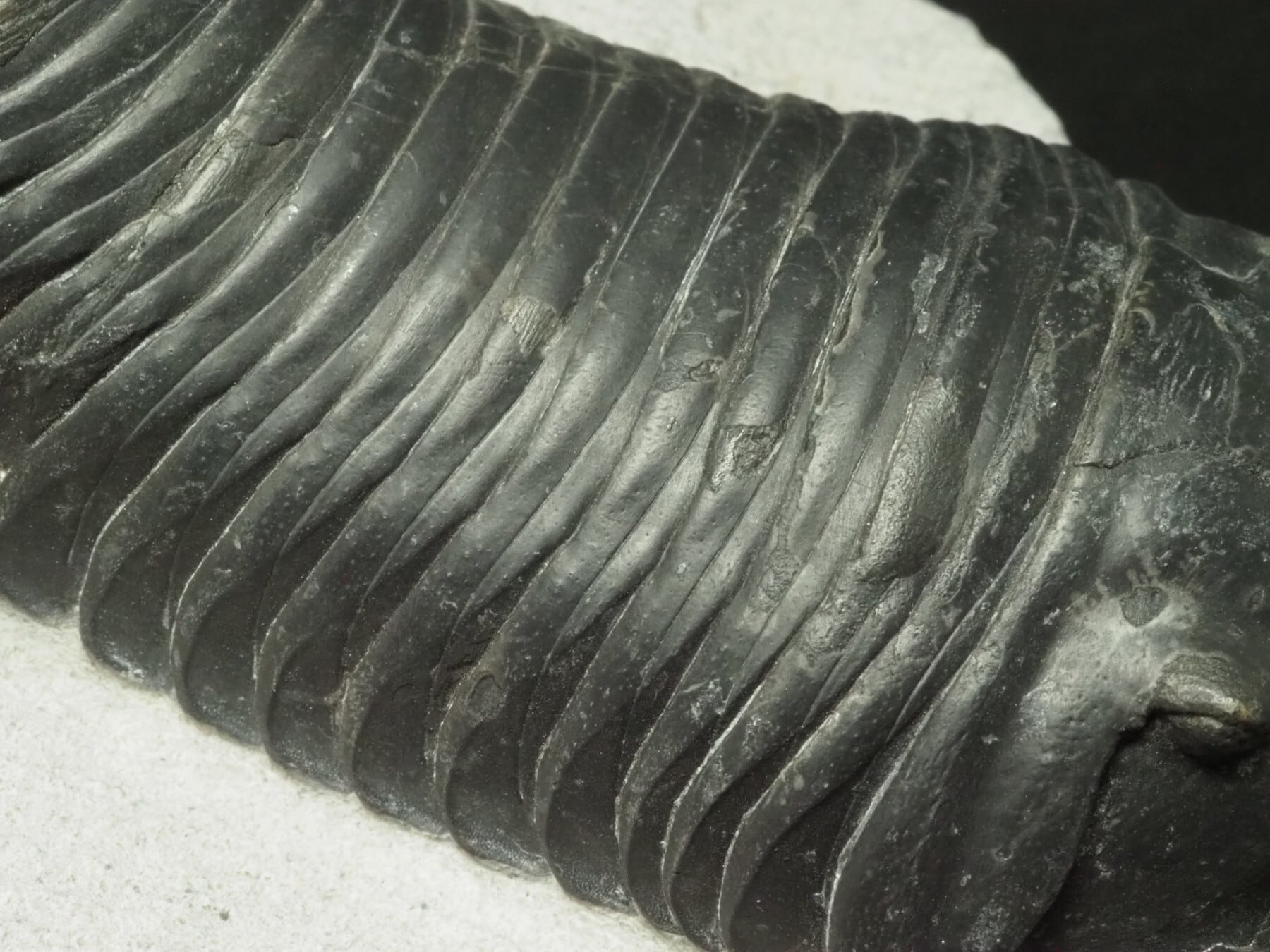 希少種！三葉虫【Parahomalonotus planus】【706 g】モロッコ王国産