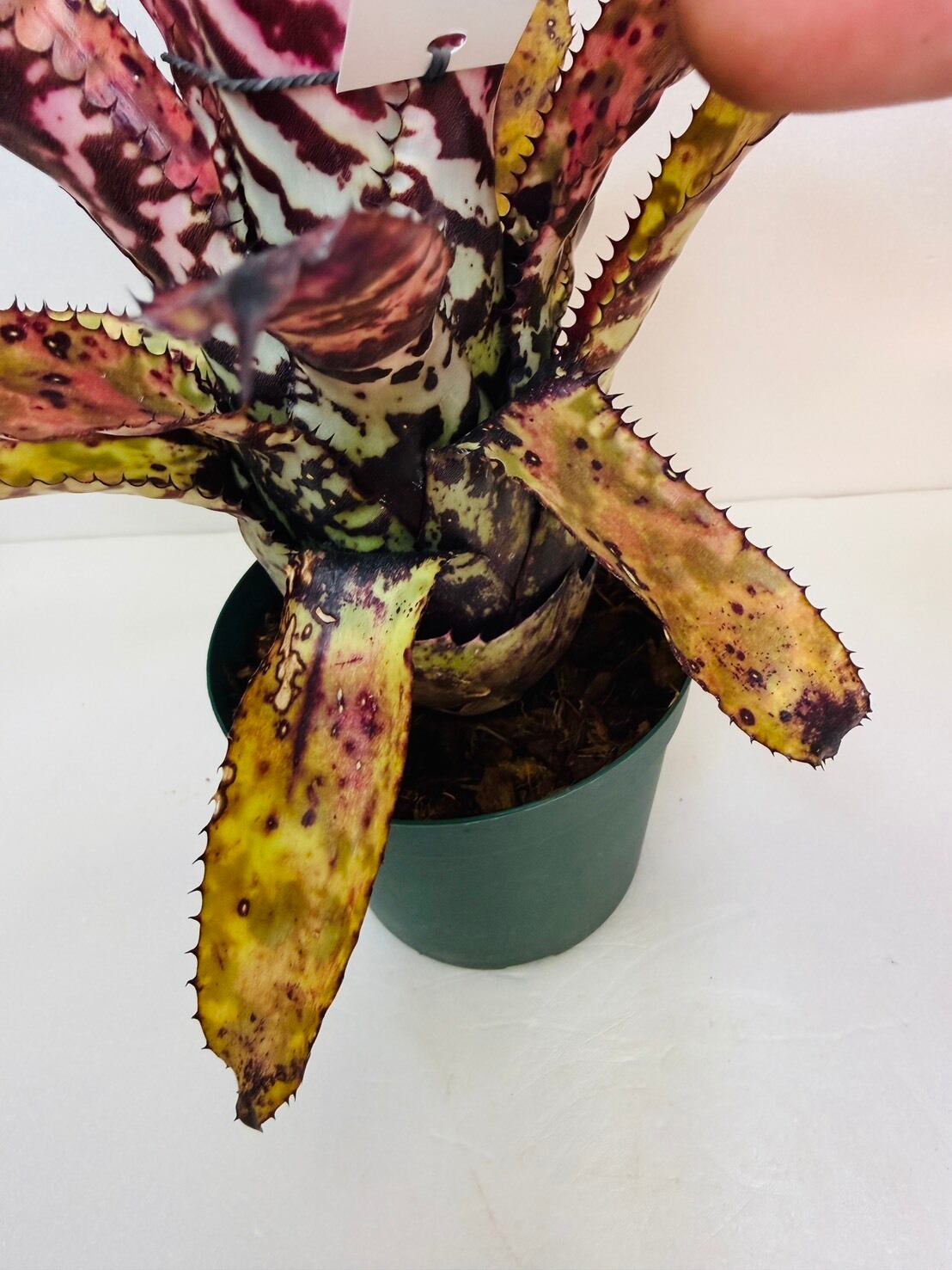 エクメア・オーランディアナ 4号 | 観葉植物と雑貨のお店 VIVAGREEN
