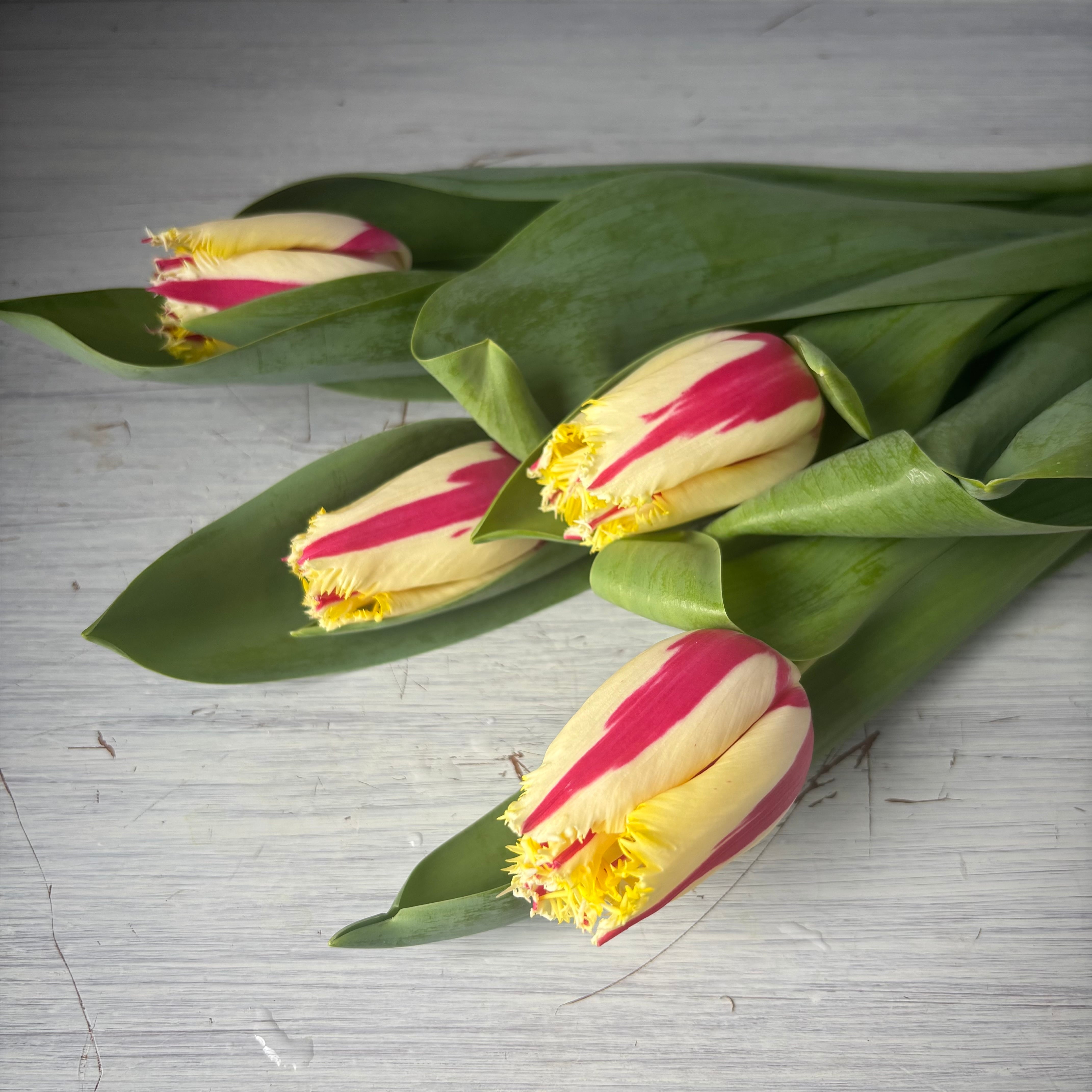 チューリップ | 新鮮お花問屋 Jp-Farmers.com