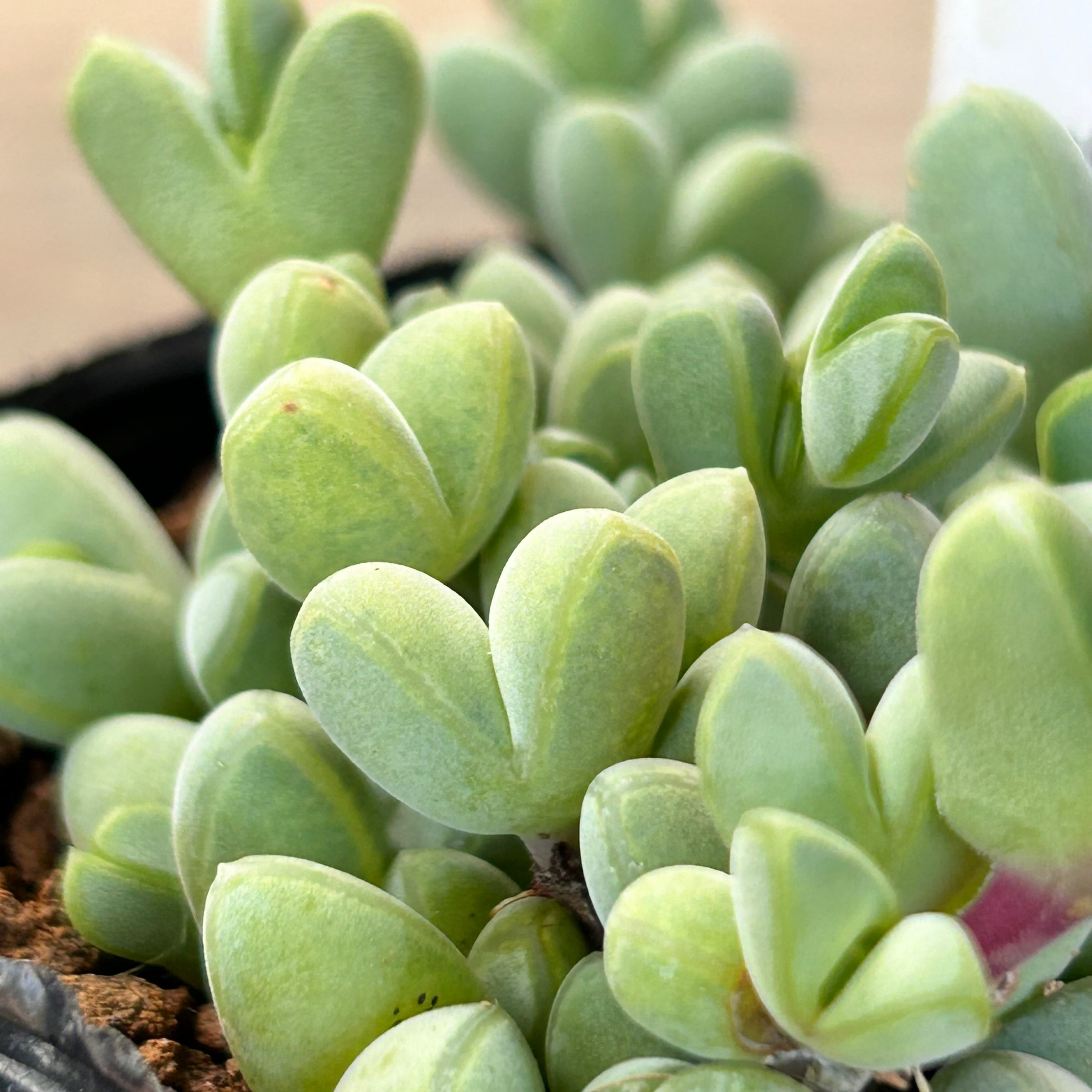 碧魚連 | RuPo 多肉植物専門店