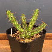 【クリアランスセール対象商品】ユーフォルビア カリサナ【1018】【再撮影】【◇】